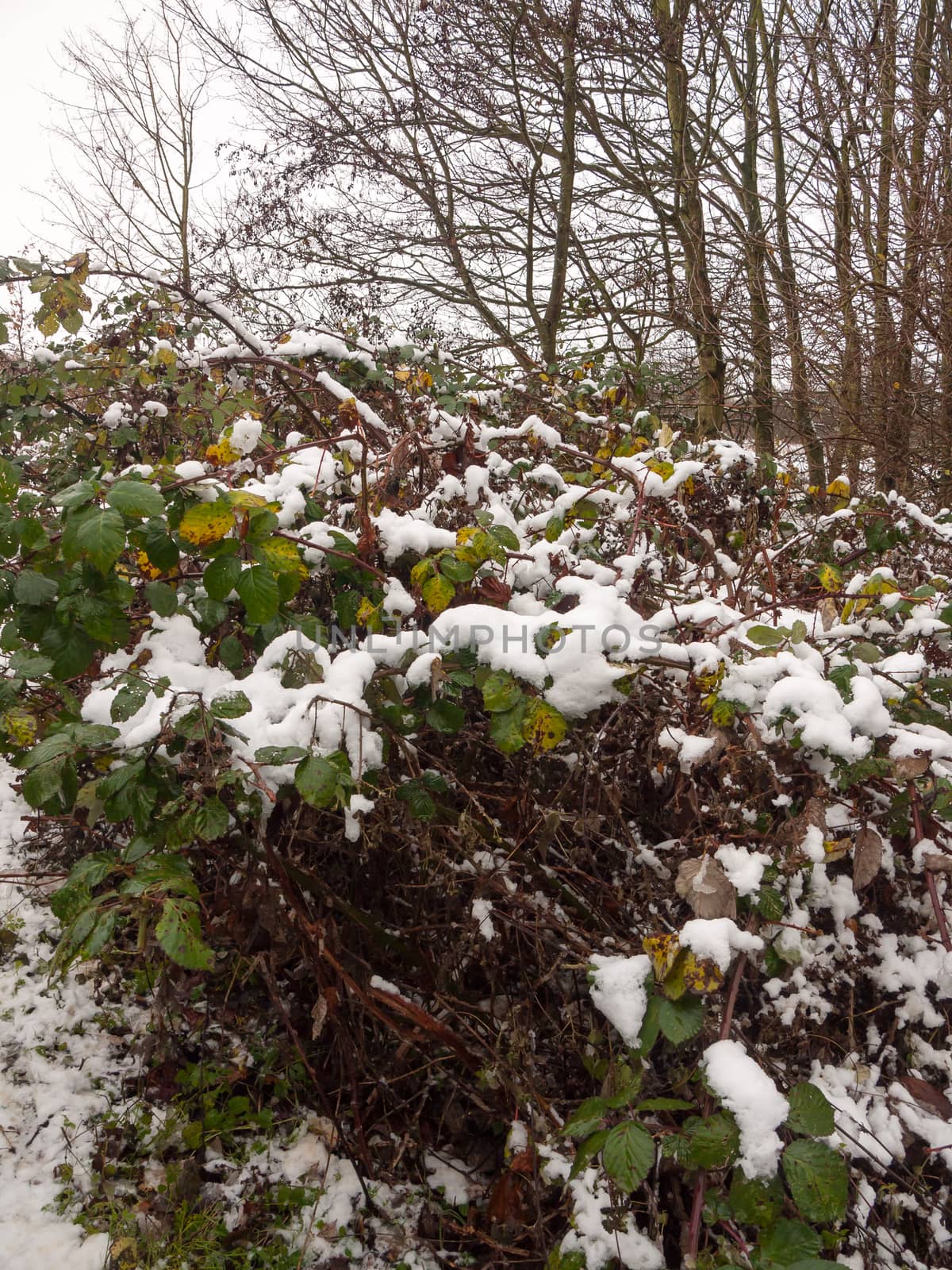 snow covered foliage outside forest green brown dead dying close up; essex; england; uk