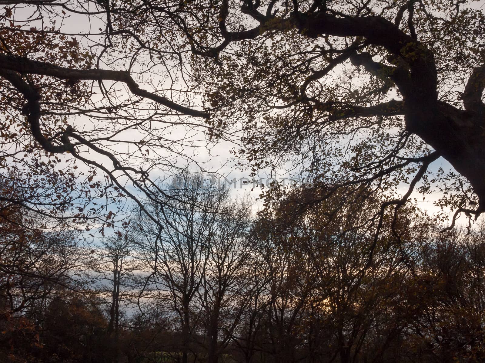 tree branches forest canopy sky silhouettes clouds blue landscape nature; essex; england; uk