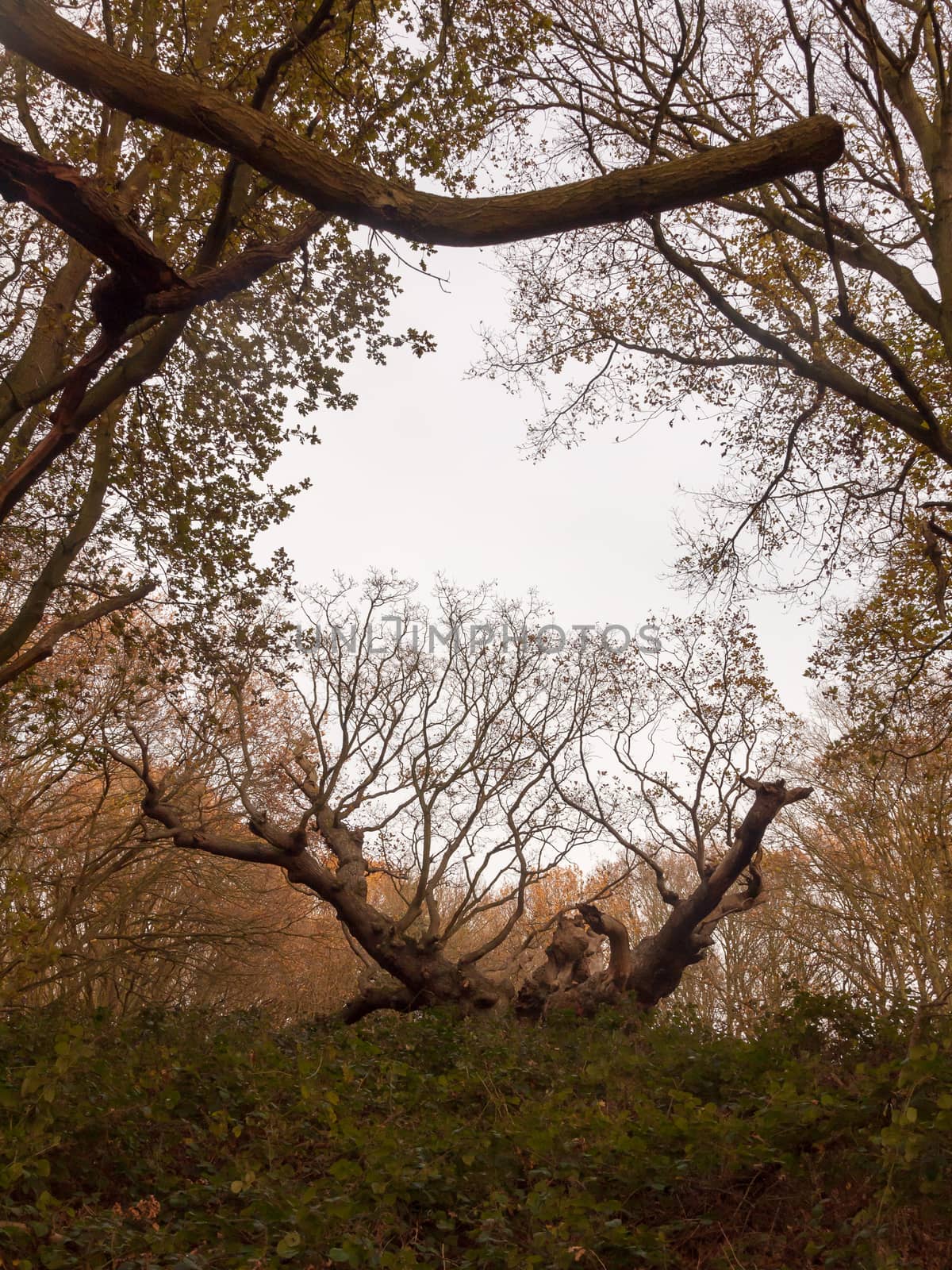 old knobbley famous oak tree furze hills mistley forest big tree by callumrc