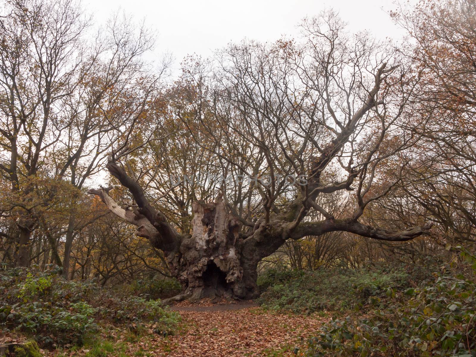 old knobbley full frontal view old famous landmark oak tree fore by callumrc