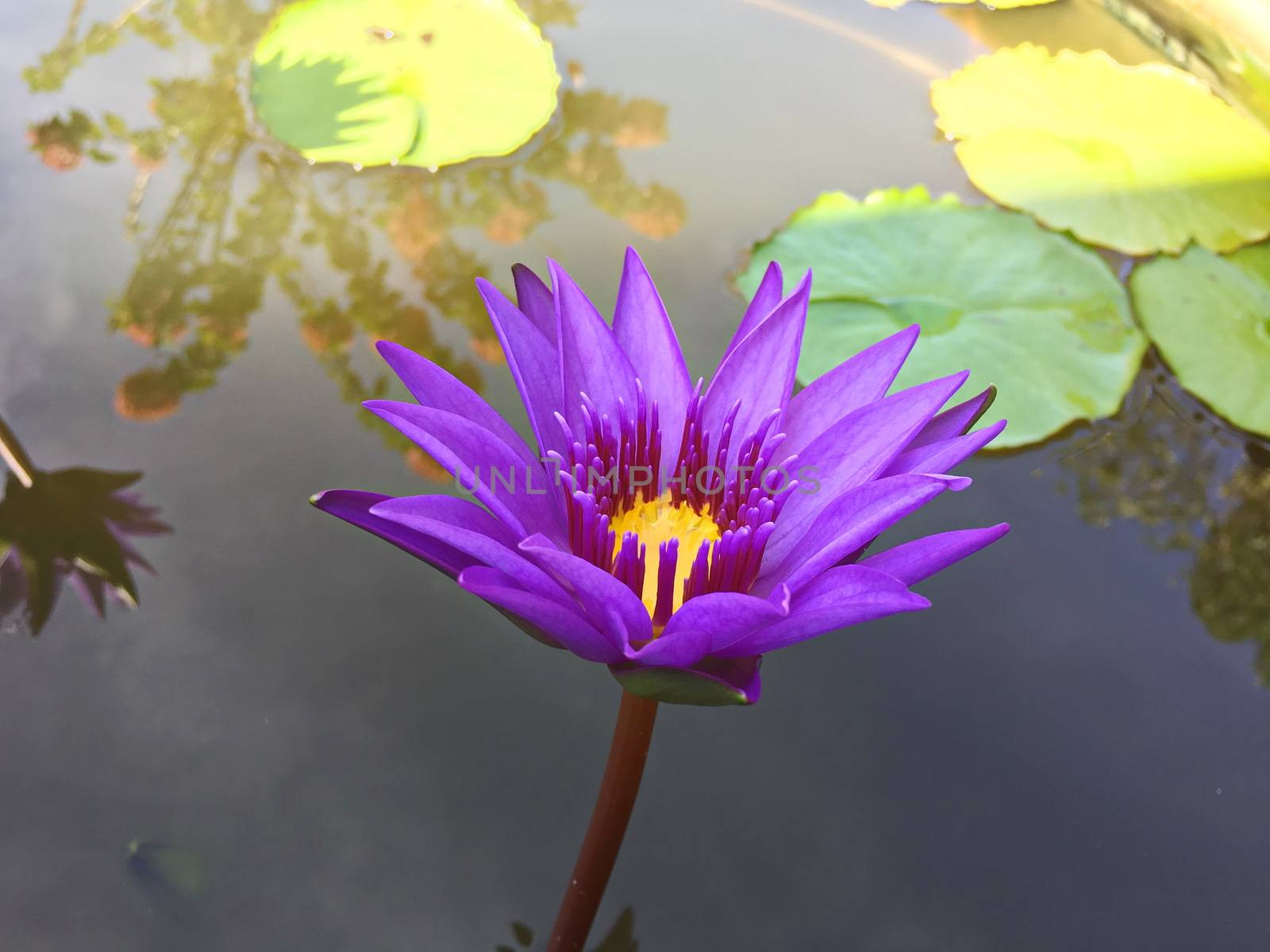 Beautiful lotus flower in garden. lotus flower background. lotus flower texture. Lovely lotus. by photomtheart