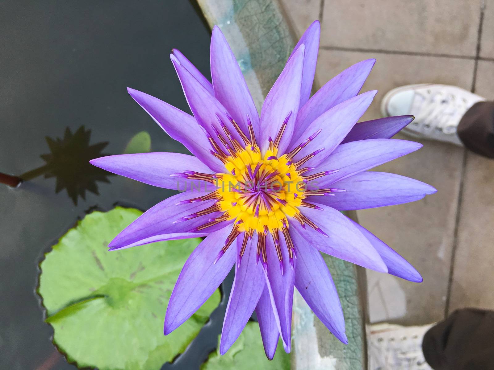 Beautiful lotus flower in garden. lotus flower background. lotus flower texture. Lovely lotus. by photomtheart