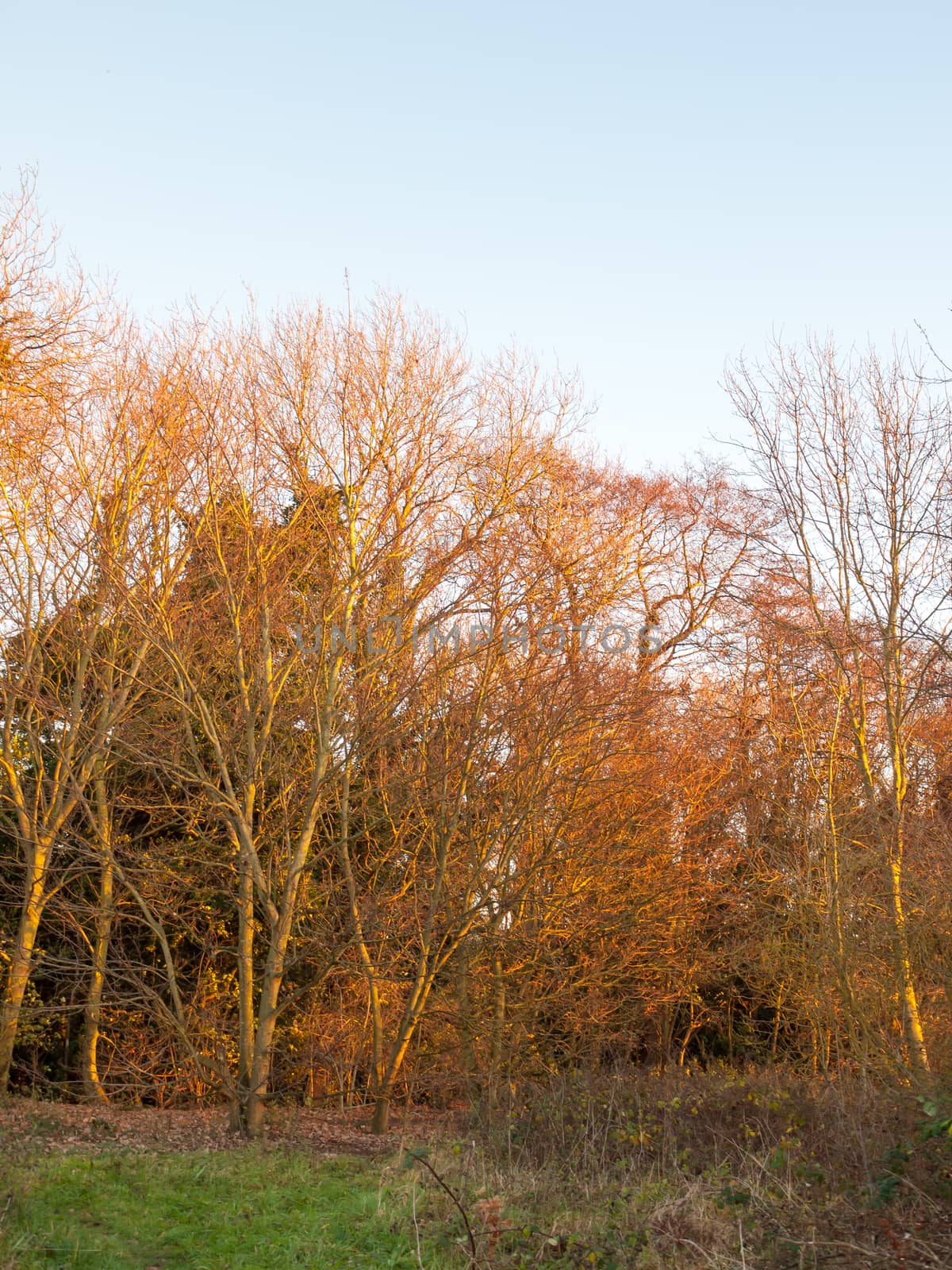 autumn forest trees golden orange bare branches background clear by callumrc