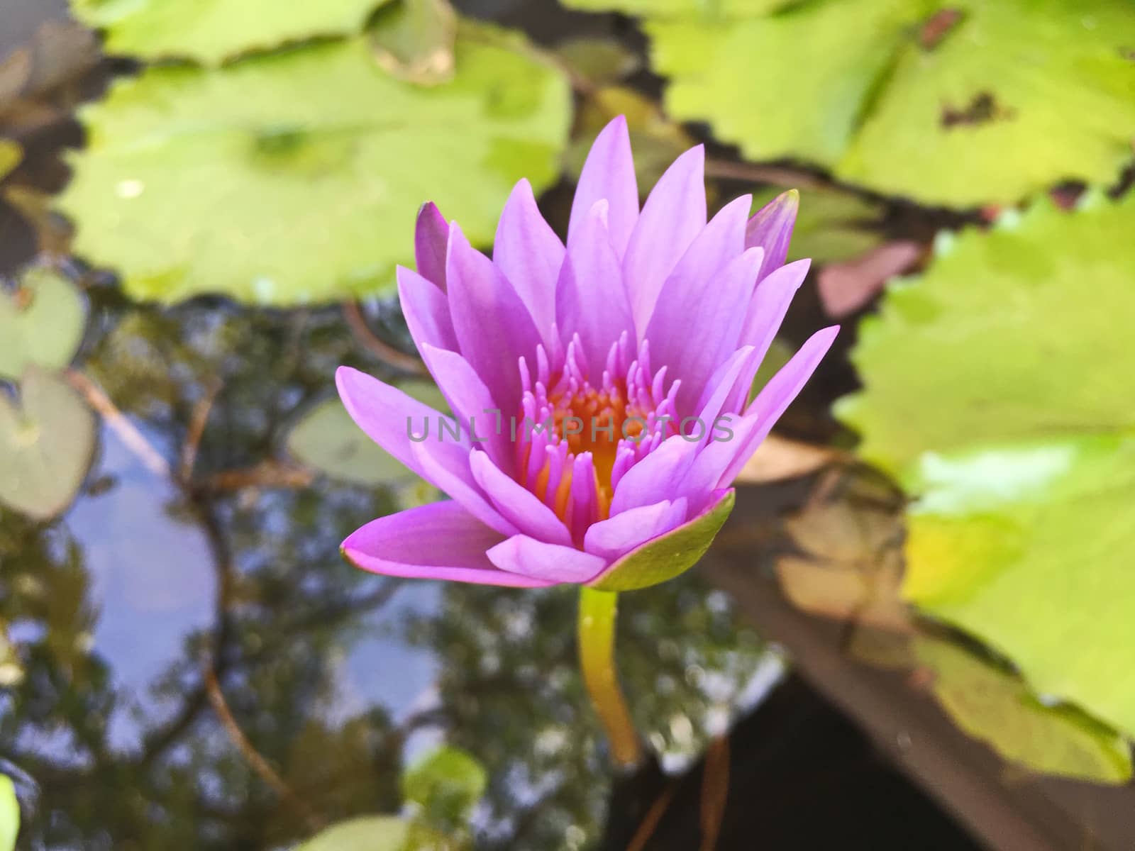 Lotus flower blooming purple in the garden