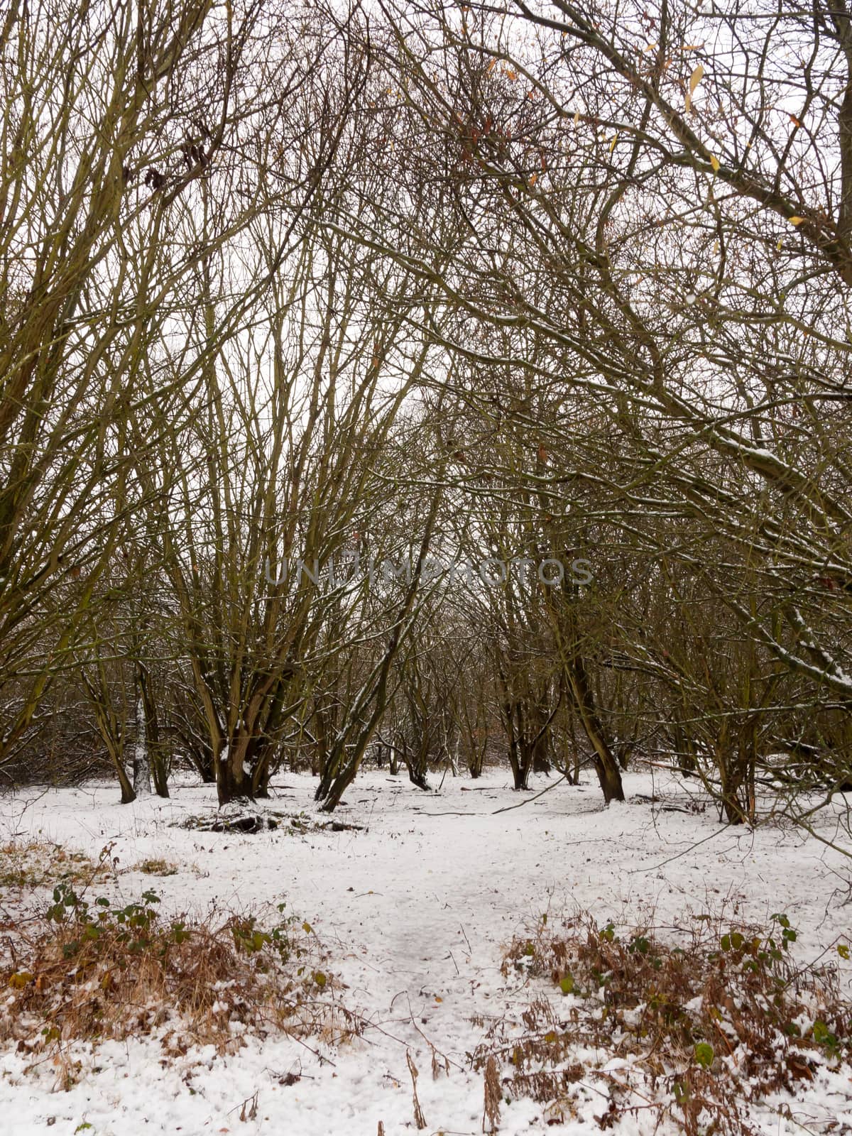 winter country meadow landscape snow covered trees by callumrc