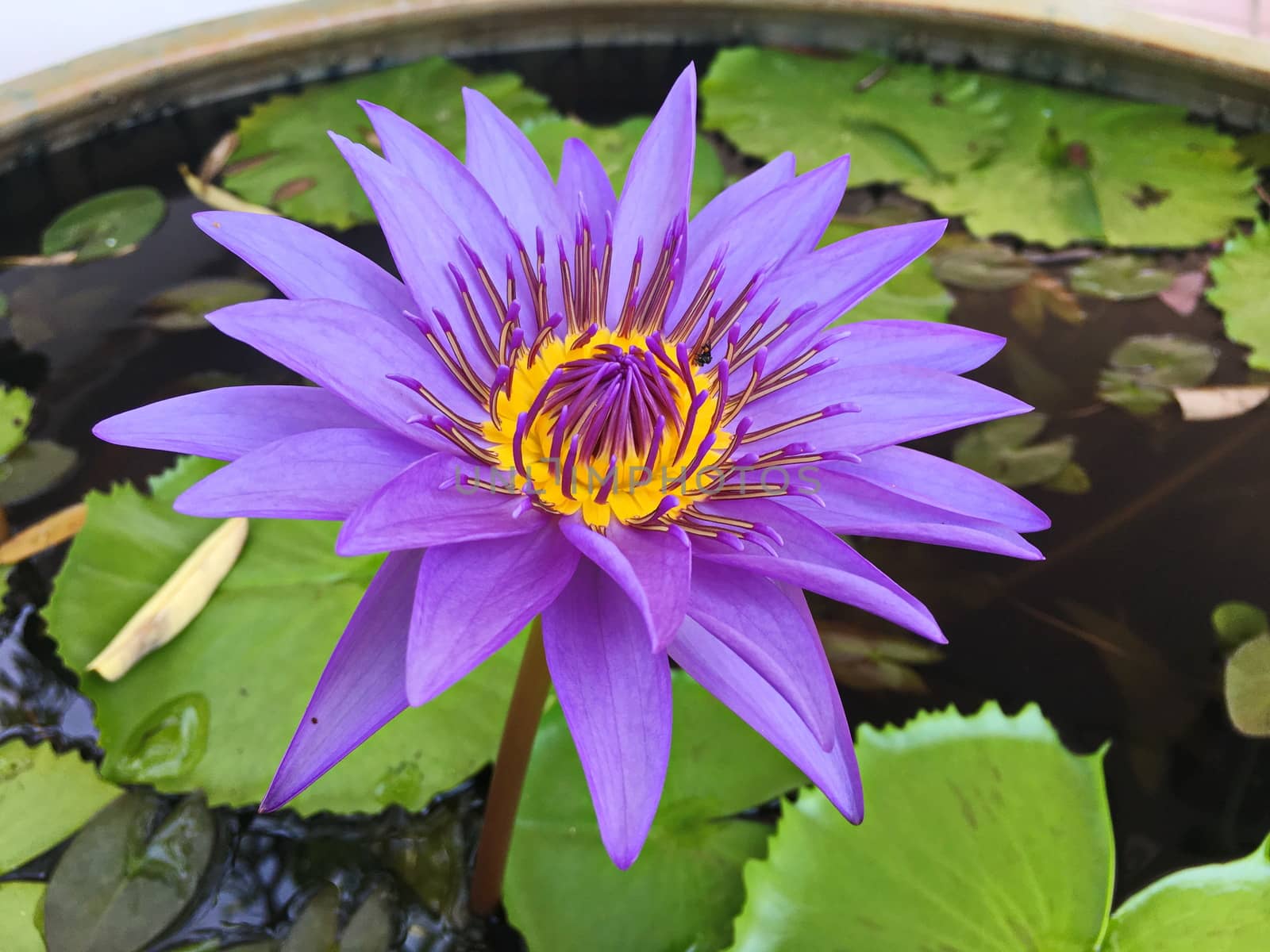 Lotus flower blooming purple in the garden