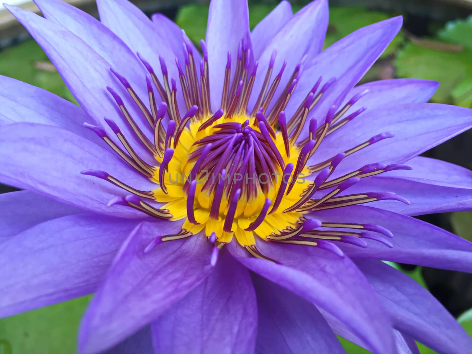 Lotus flower blooming purple in the garden