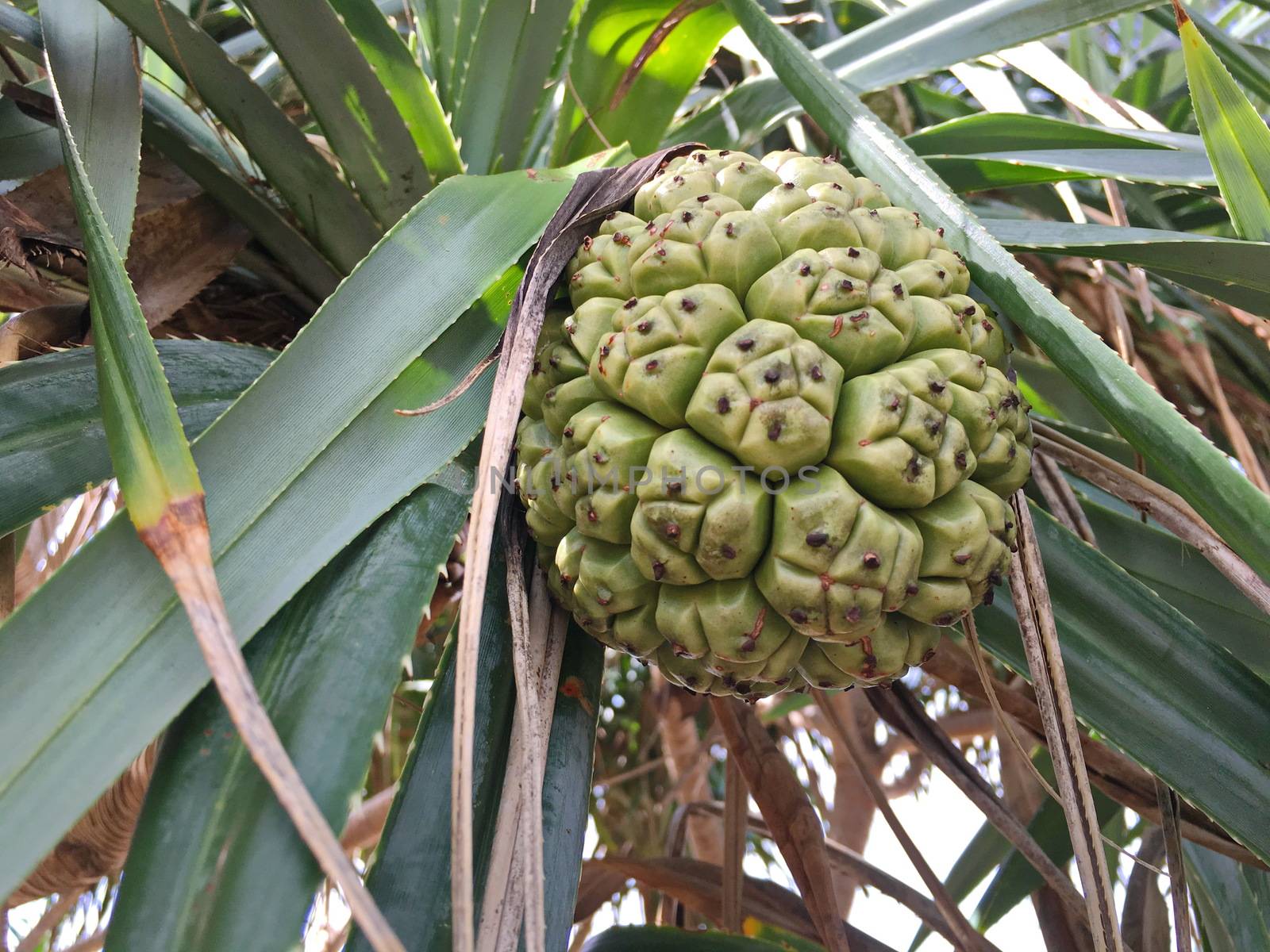 Seeds of pandanus or pine cones are seen in seagrass beds..