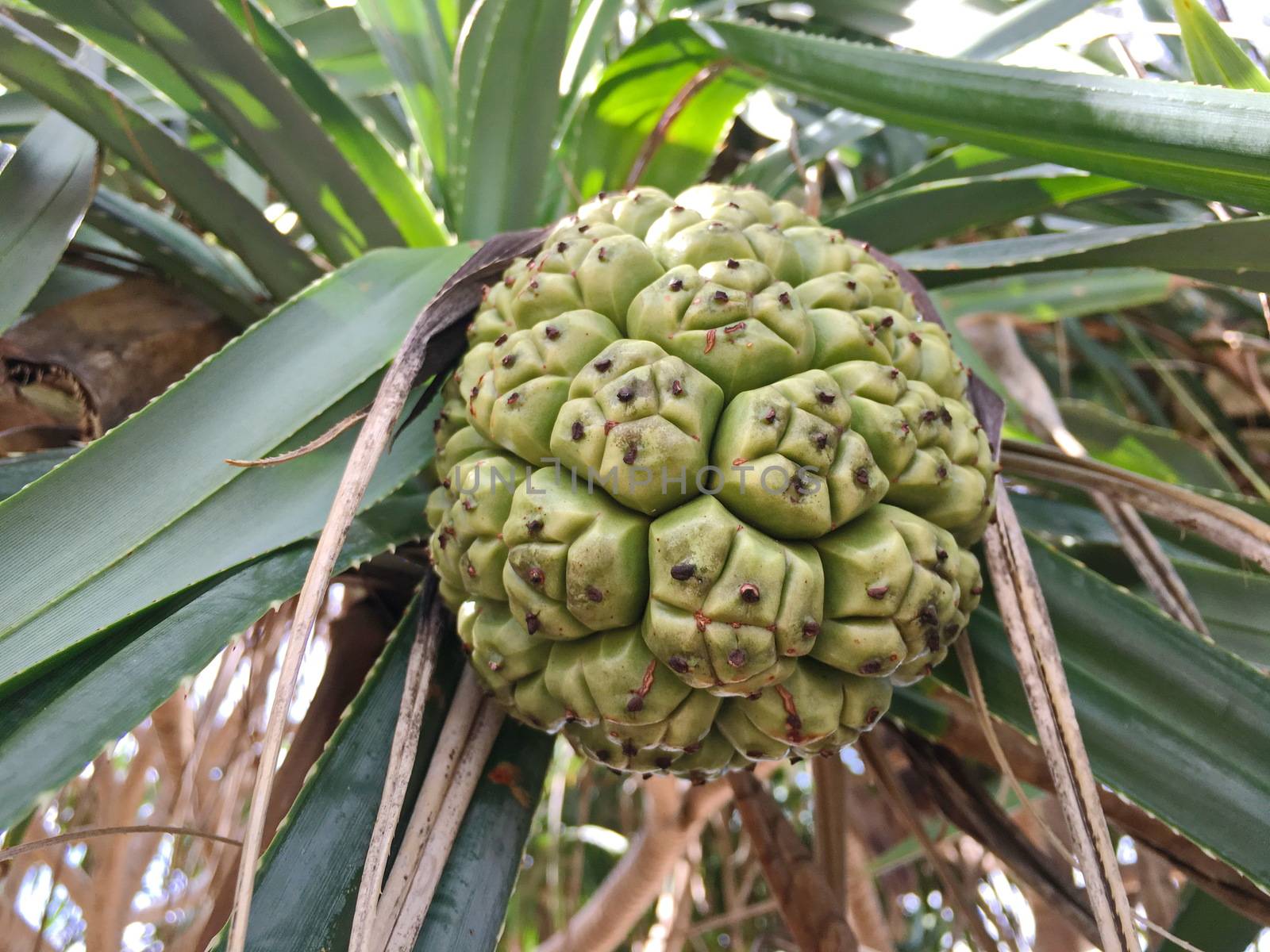 Seeds of pandanus or pine cones are seen in seagrass beds..