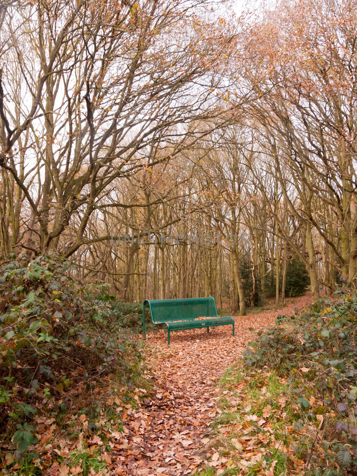 green forest public bench empty solitude tree arch autumn winter fallen leaves brown; essex; england; uk