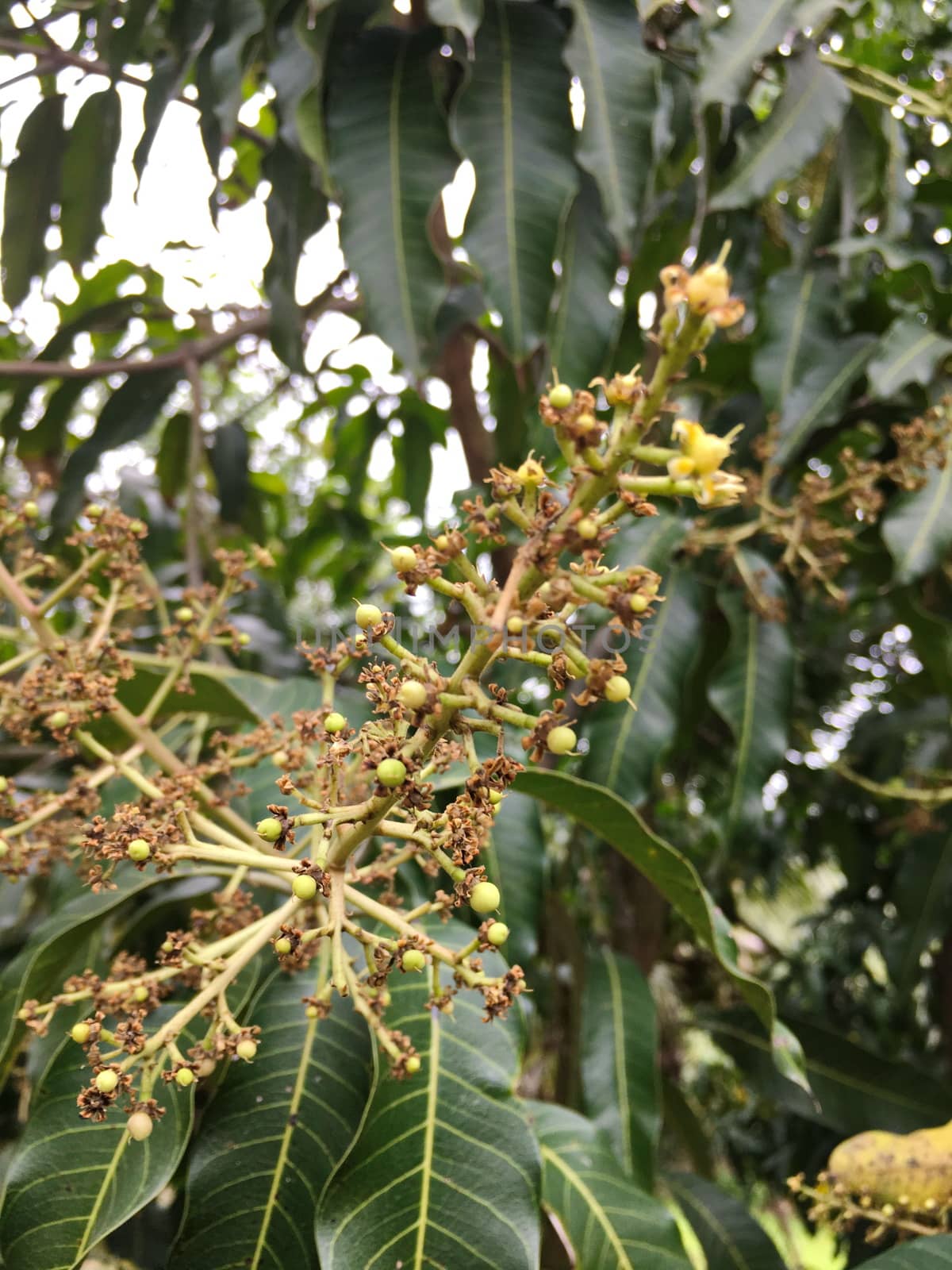 Group of mango flowers and mango leaf on mango tree