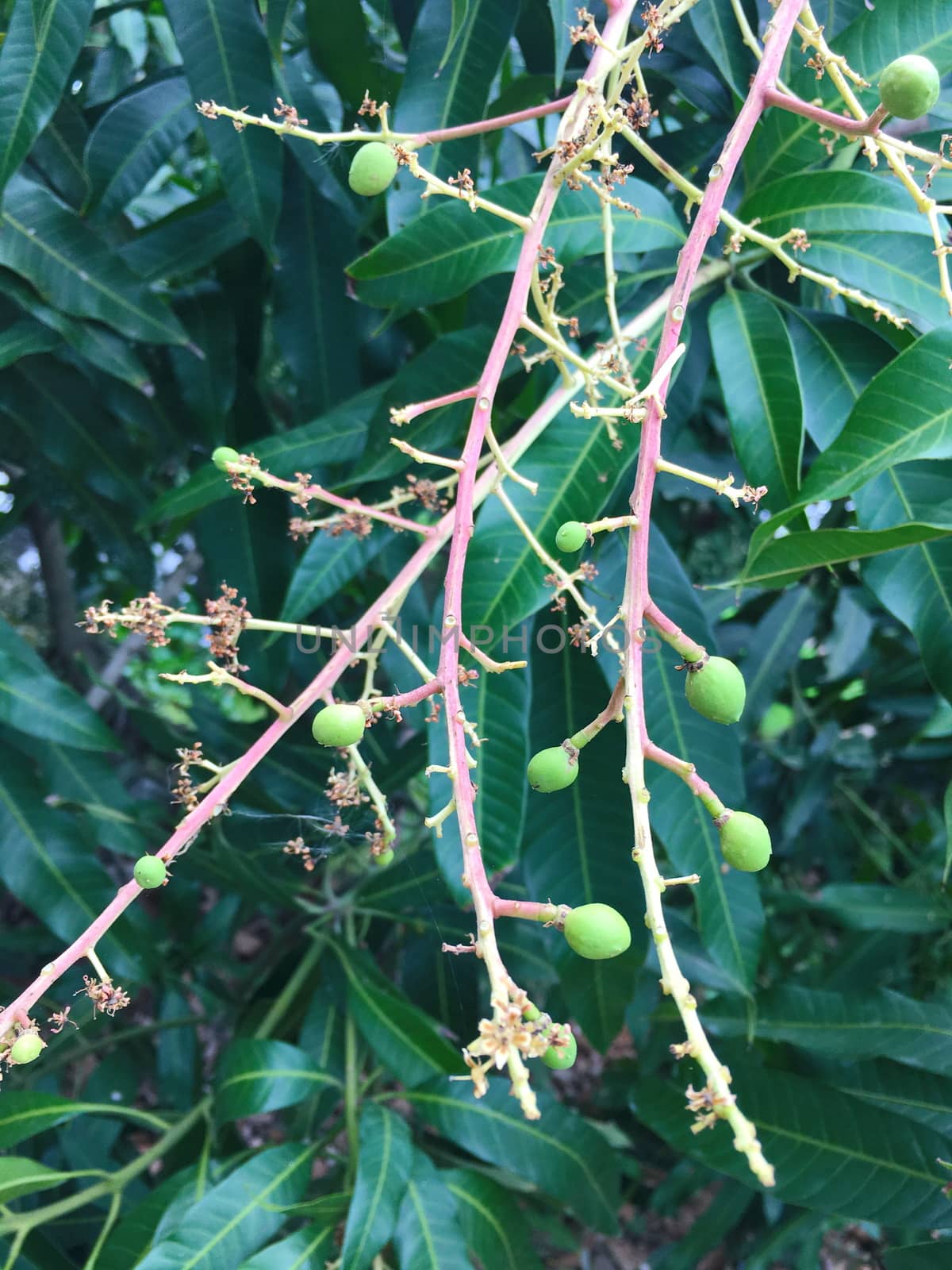 Group of mango flowers and mango leaf on mango tree