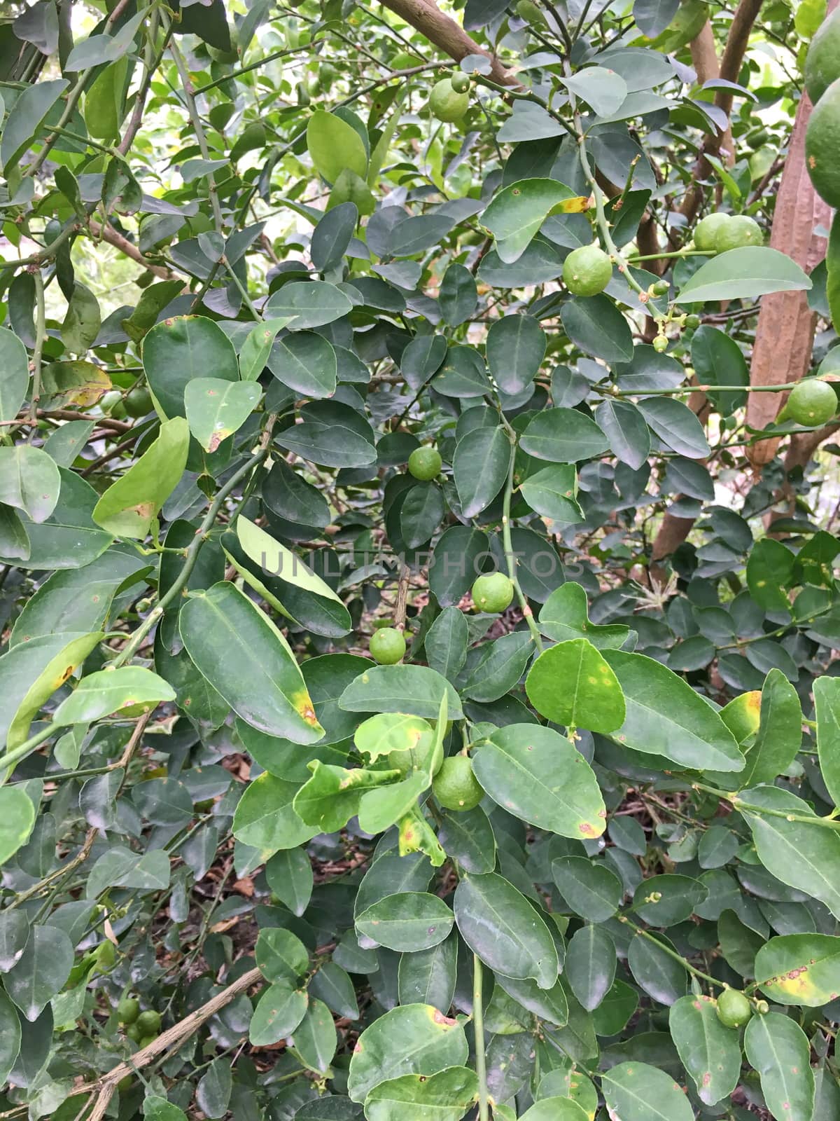 Fresh green lemons from lemon tree in garden.