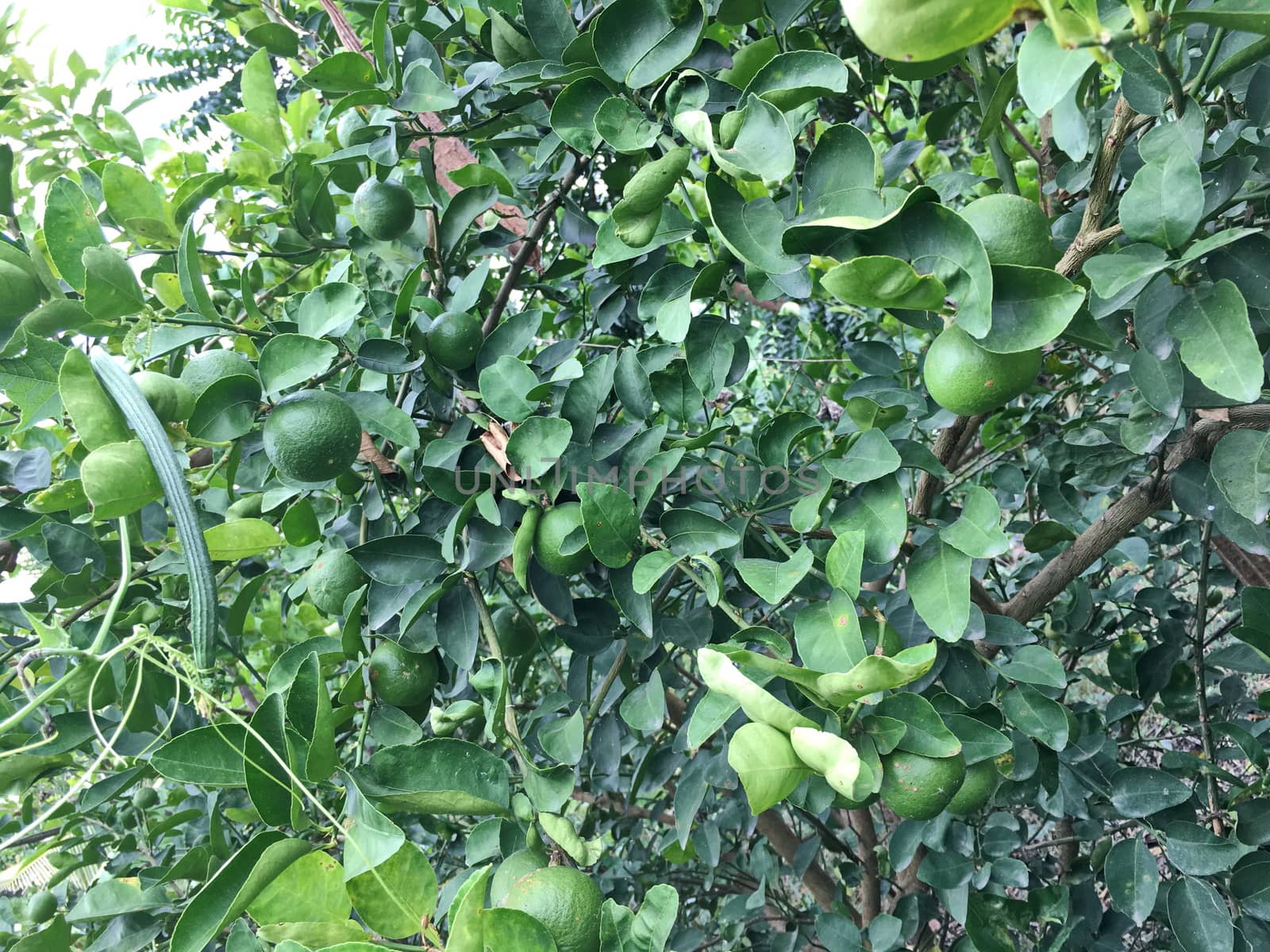 Fresh green lemons from lemon tree in garden.