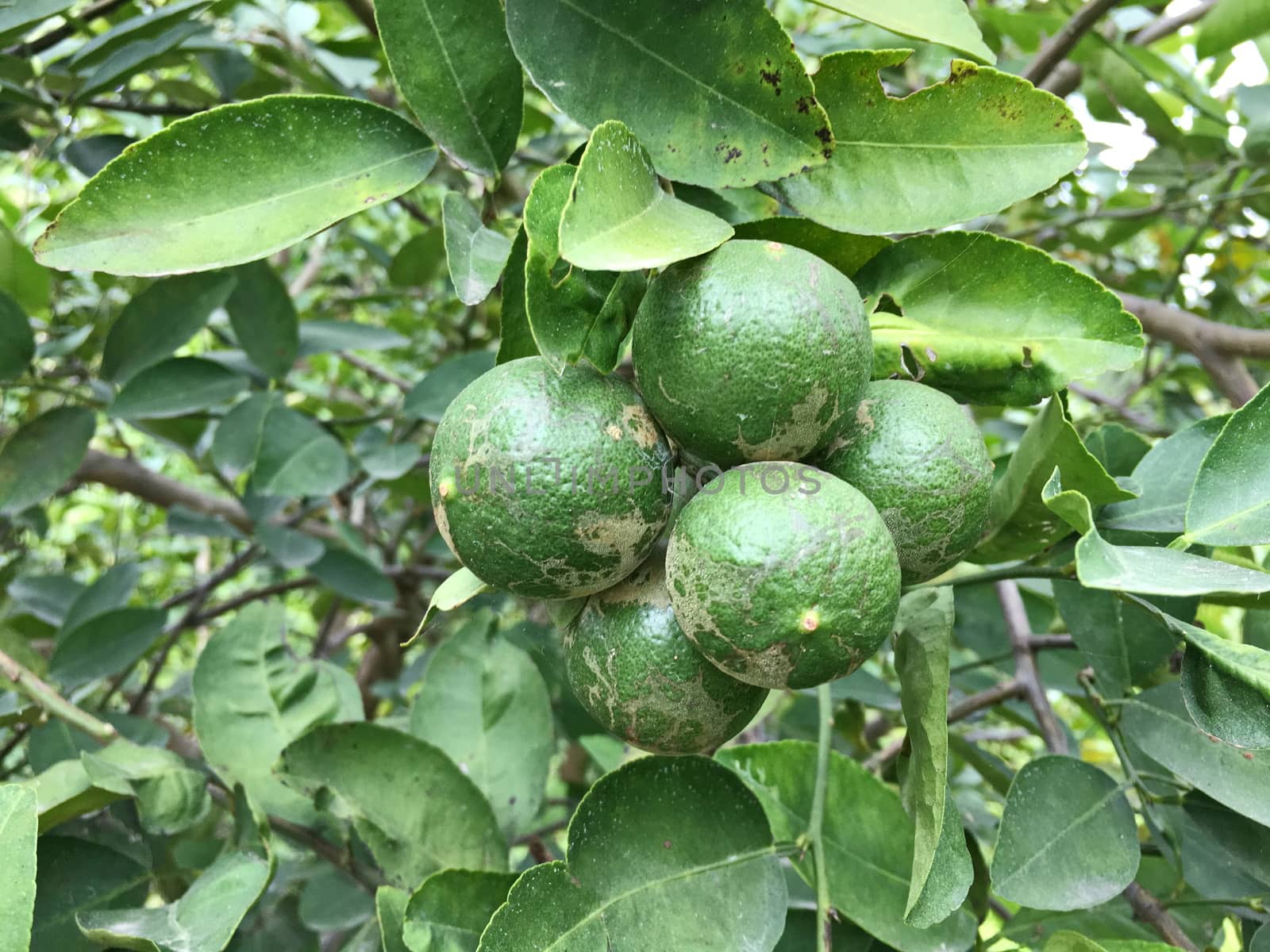 Fresh green lemons from lemon tree in garden.