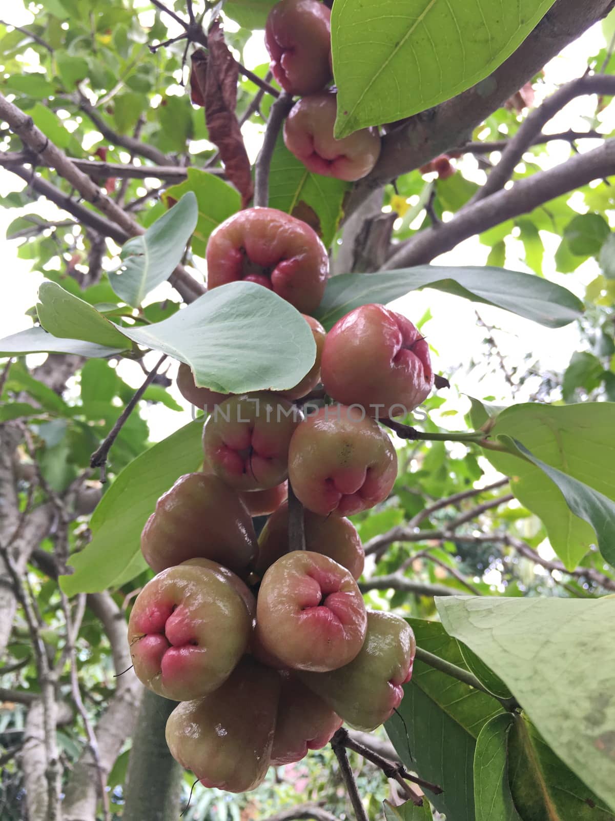 A bunch of apple trees on a natural tree