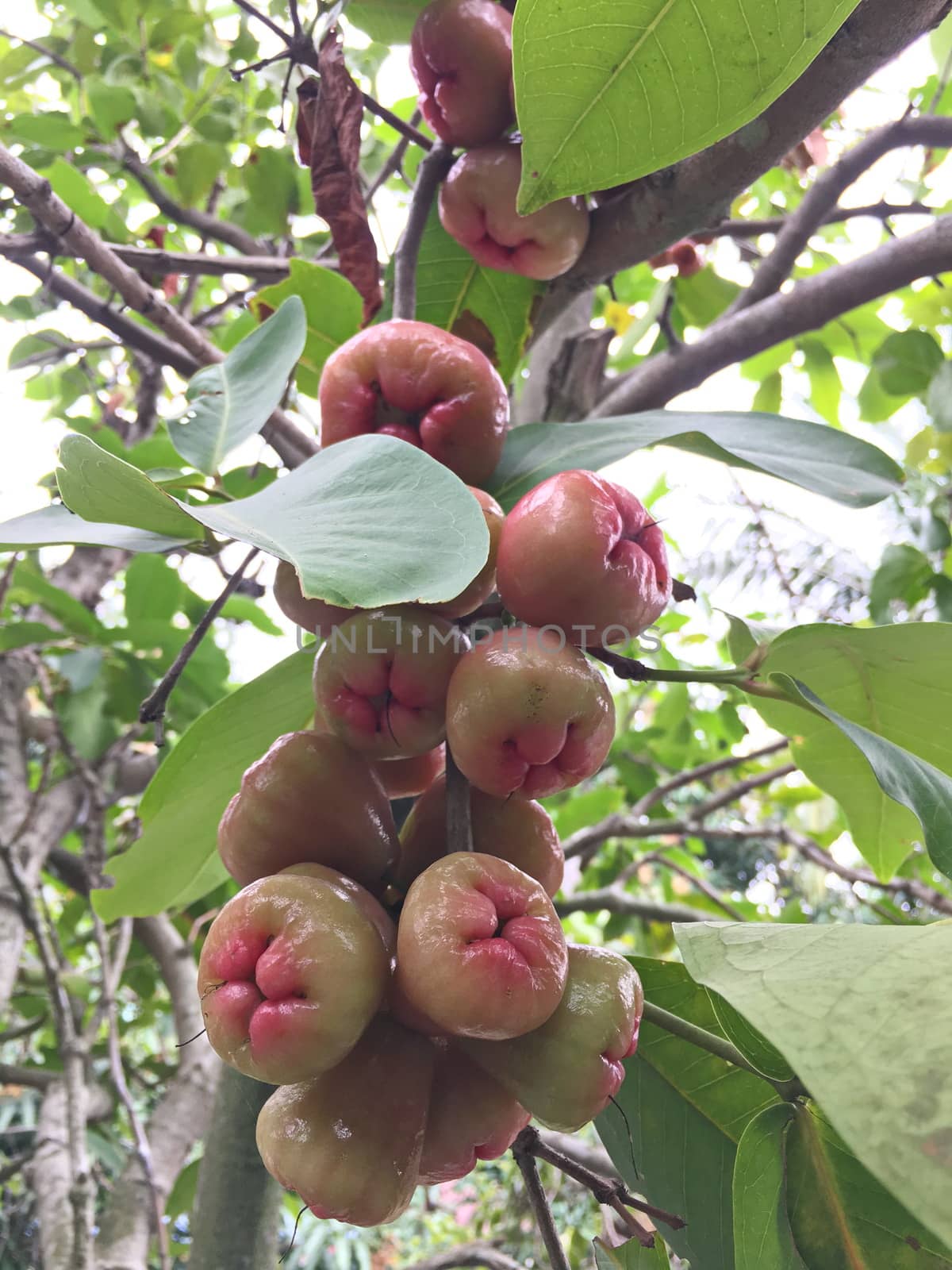 A bunch of apple trees on a natural tree