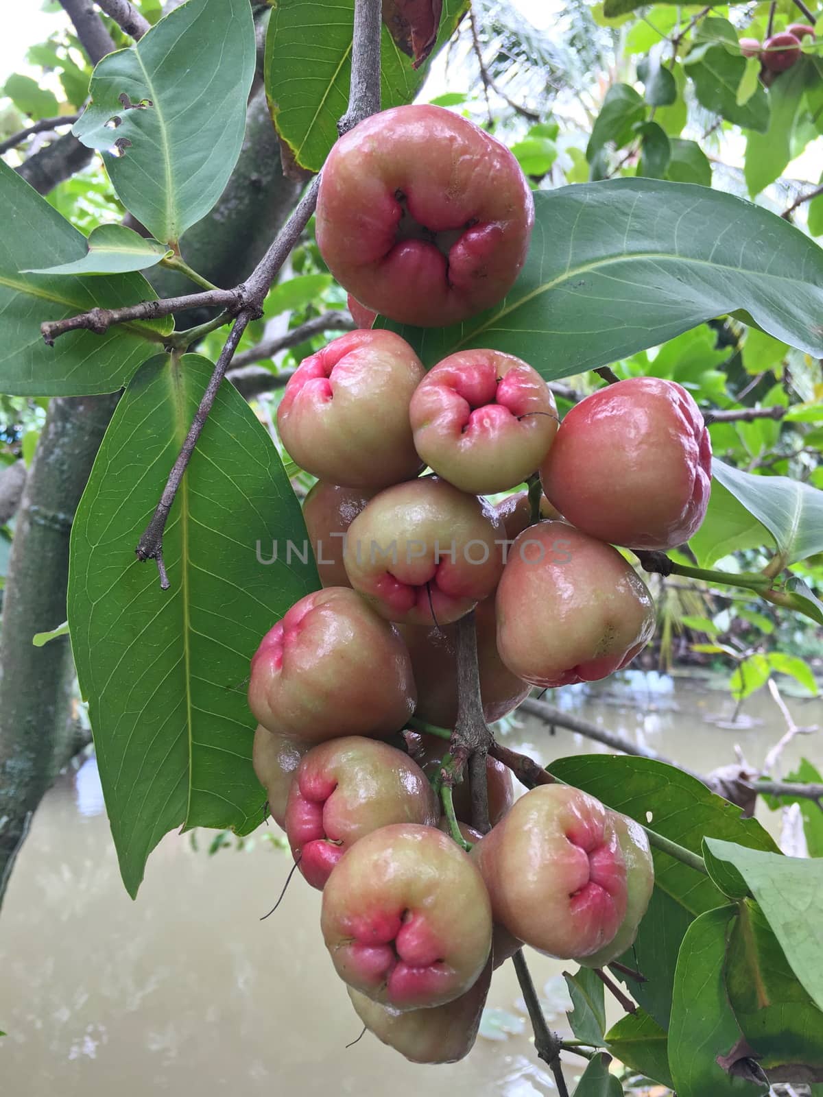 A bunch of apple trees on a natural tree