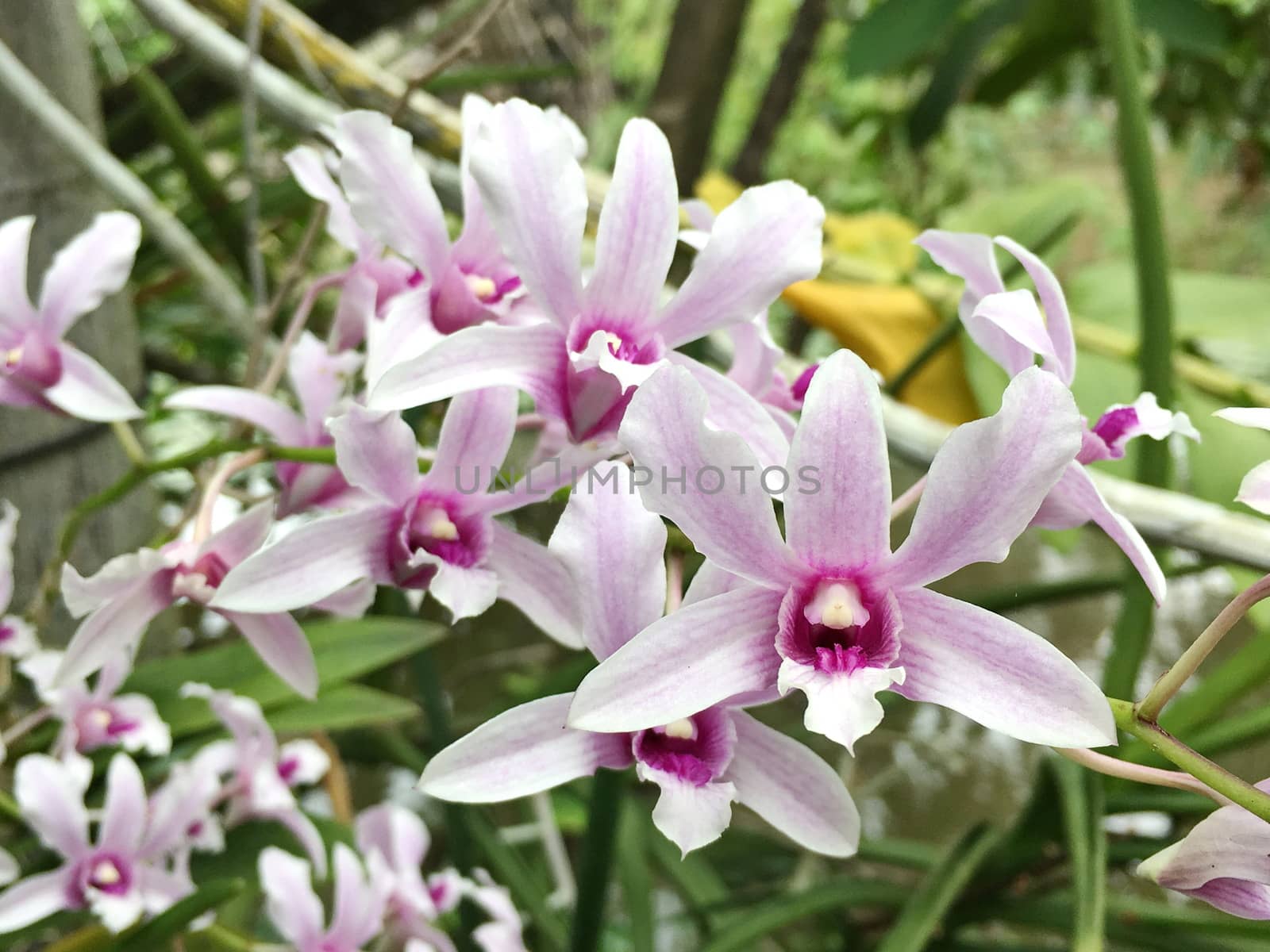 Beautiful orchid flower on the tree, orchid photo by photomtheart