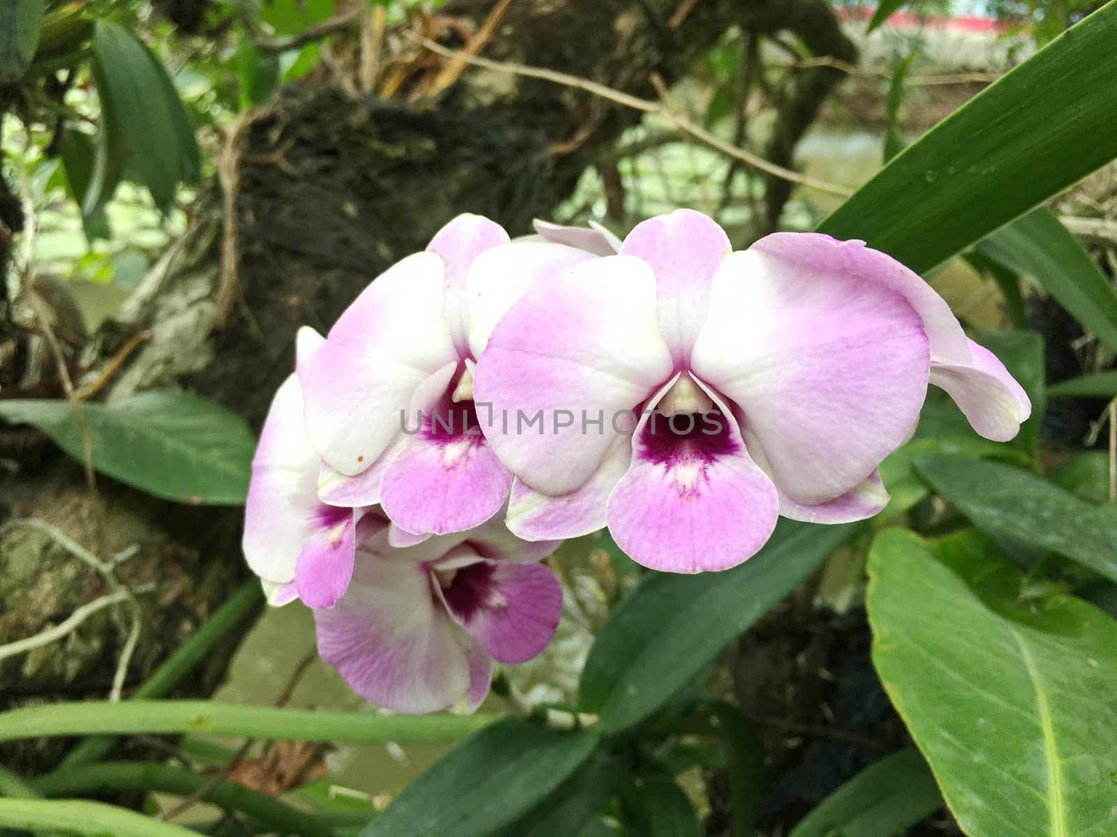 Beautiful orchid flower on the tree, orchid photo.