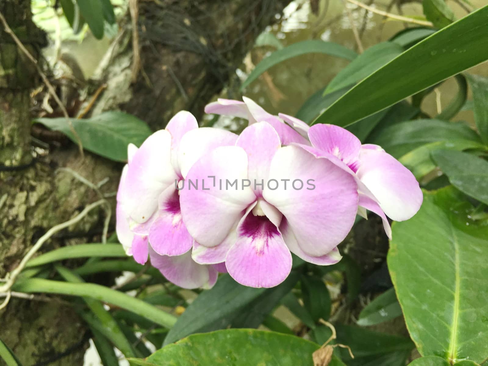 Beautiful orchid flower on the tree, orchid photo.