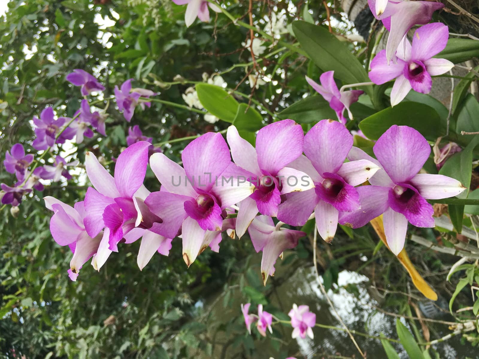 Beautiful orchid flower on the tree, orchid photo by photomtheart