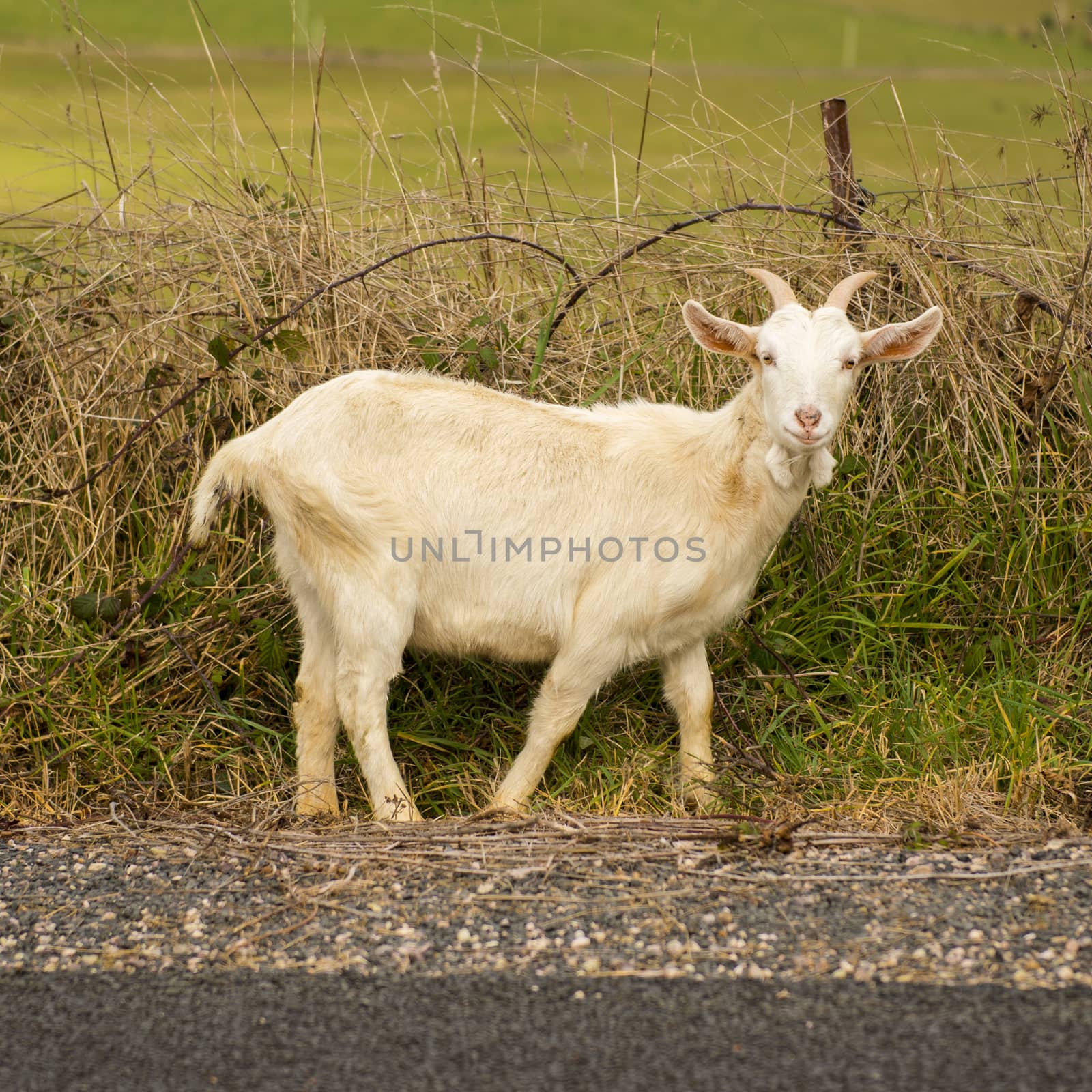 Goat outside during the day time in Tasmania.