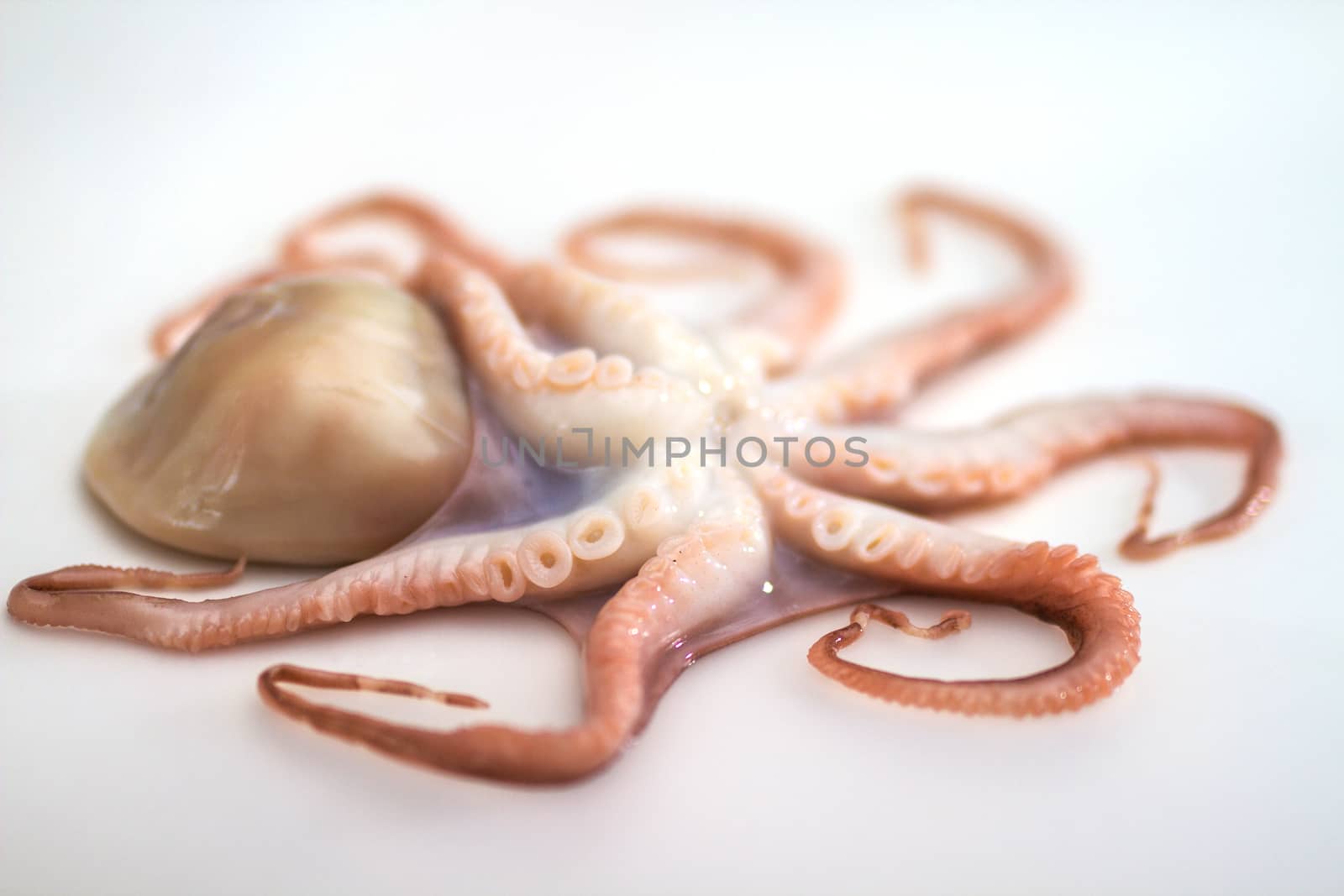 Octopus on isolated white background