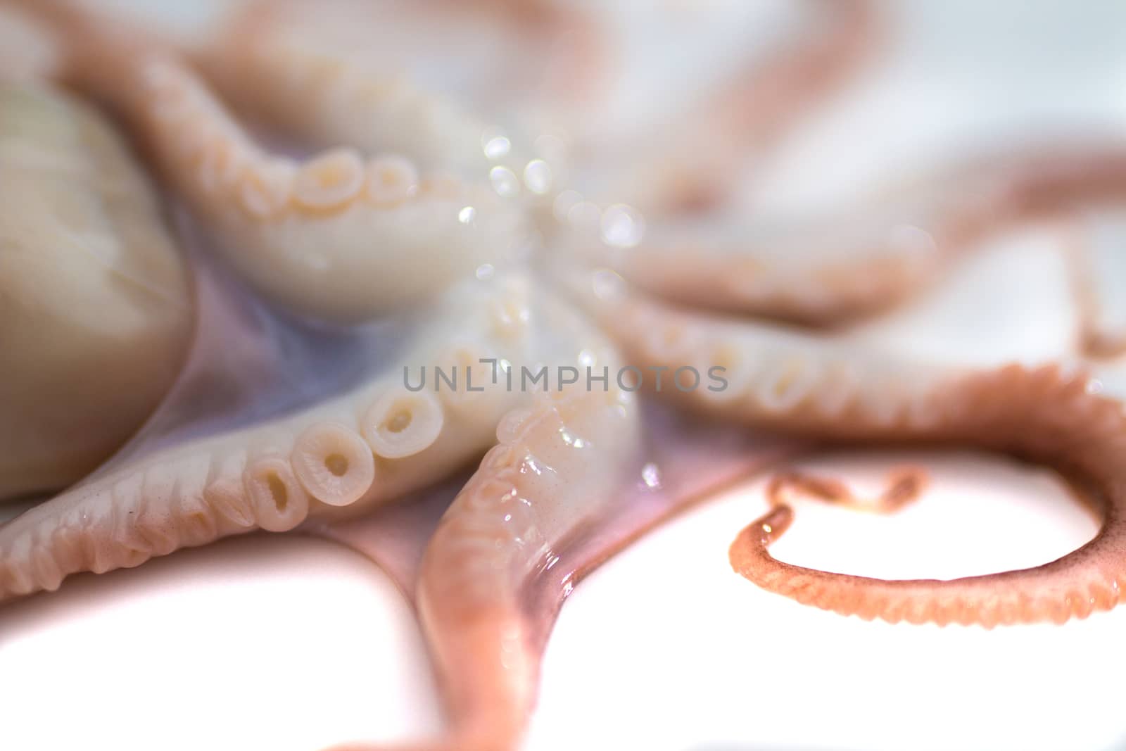 Octopus on isolated white background