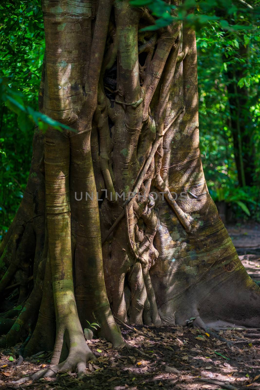 trunk of an old big tree with creepers close-up photo from Thailand