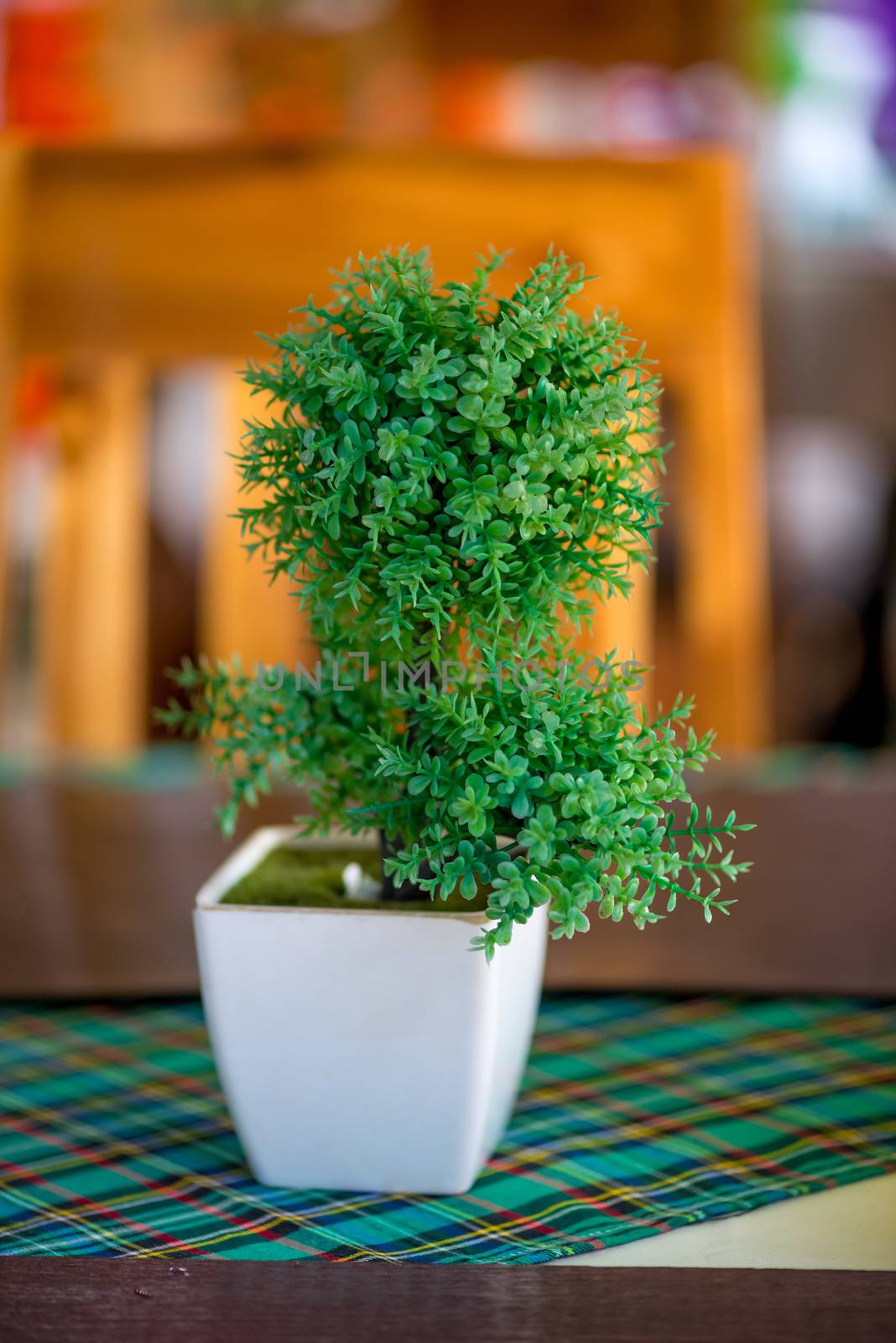 white square pot with a green small tree on the table by kosmsos111