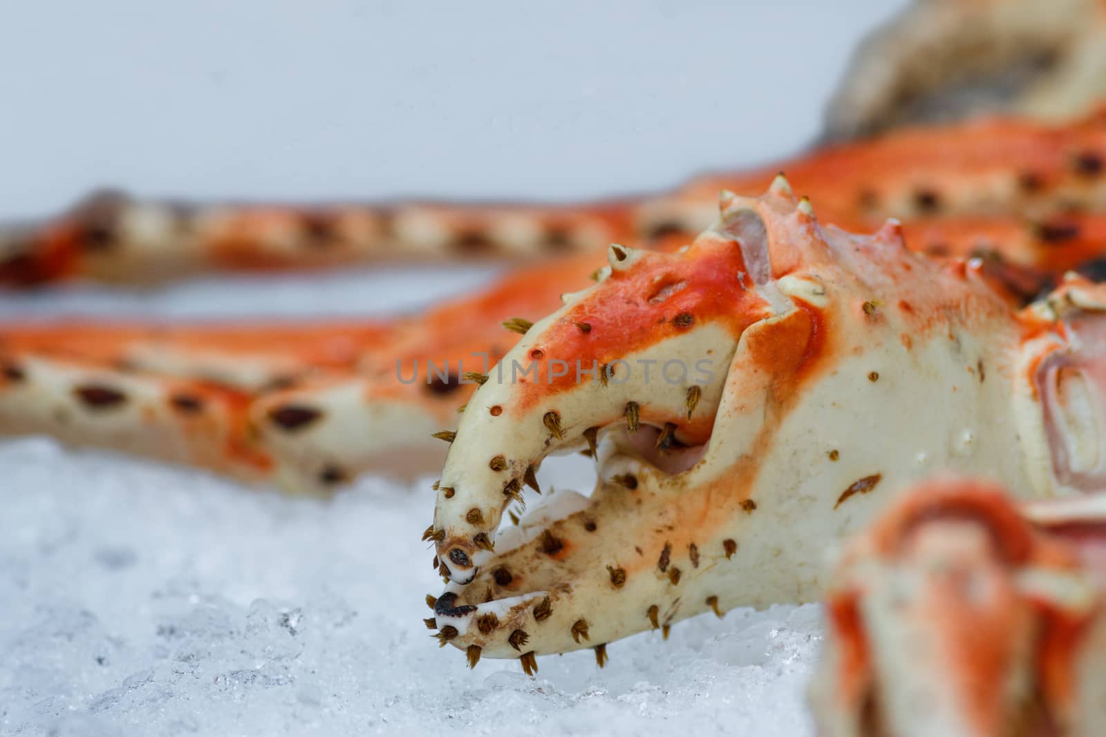 Crab claw lying in the ice. Close-up