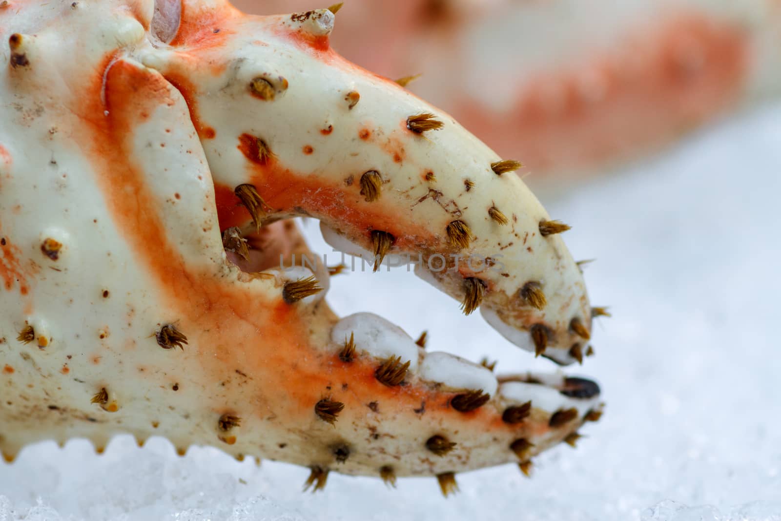 Crab claw lying in the ice. Close-up