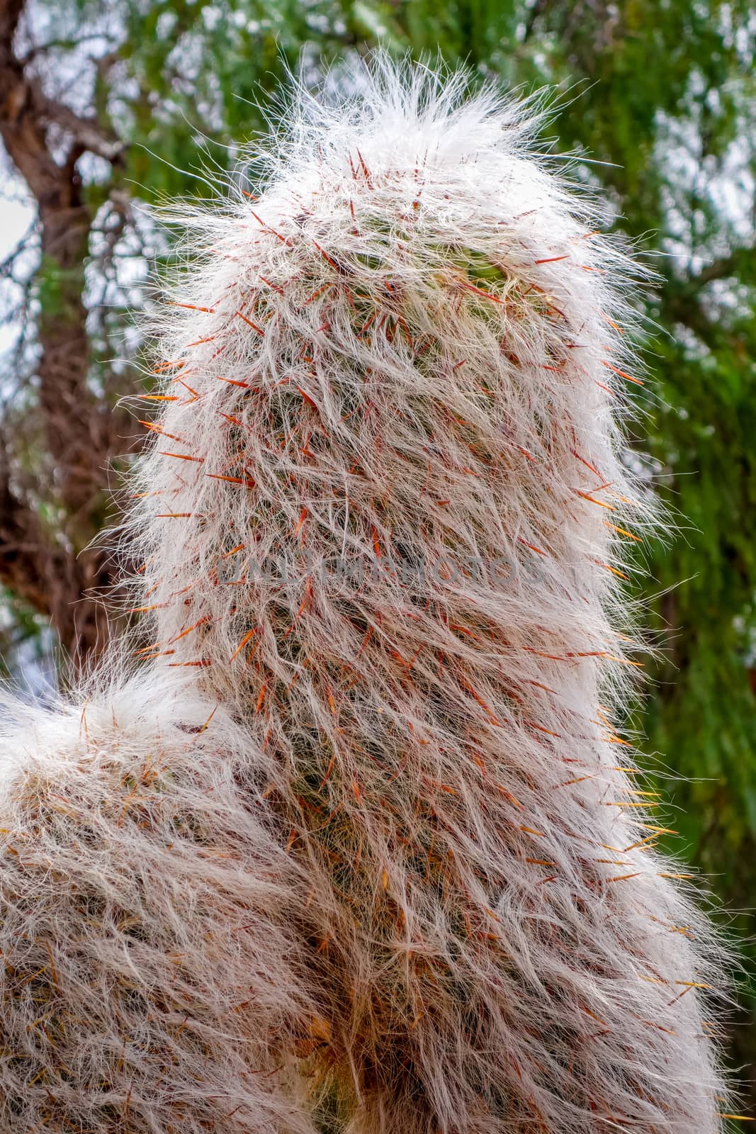 Hairy Cactus in the desert by daboost