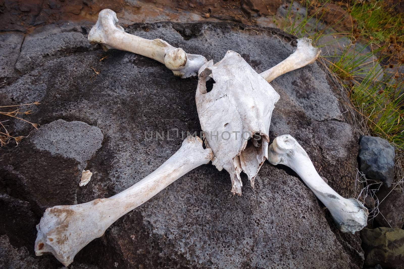 Horse skull and bones on easter island