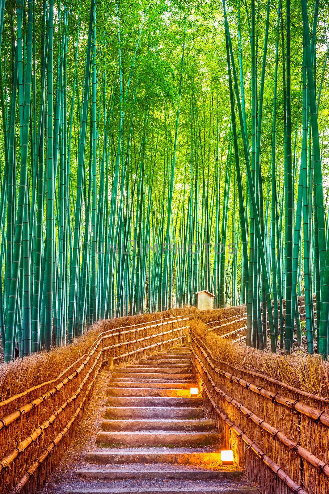 Bamboo Forest in Kyoto, Japan. by gutarphotoghaphy