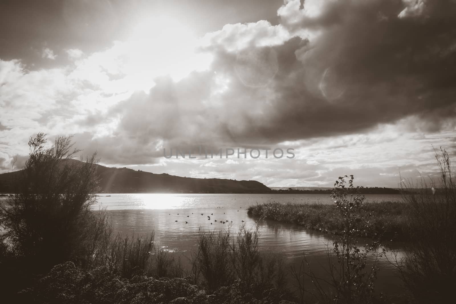 Rotorua lake view, New Zealand. Black and white picture