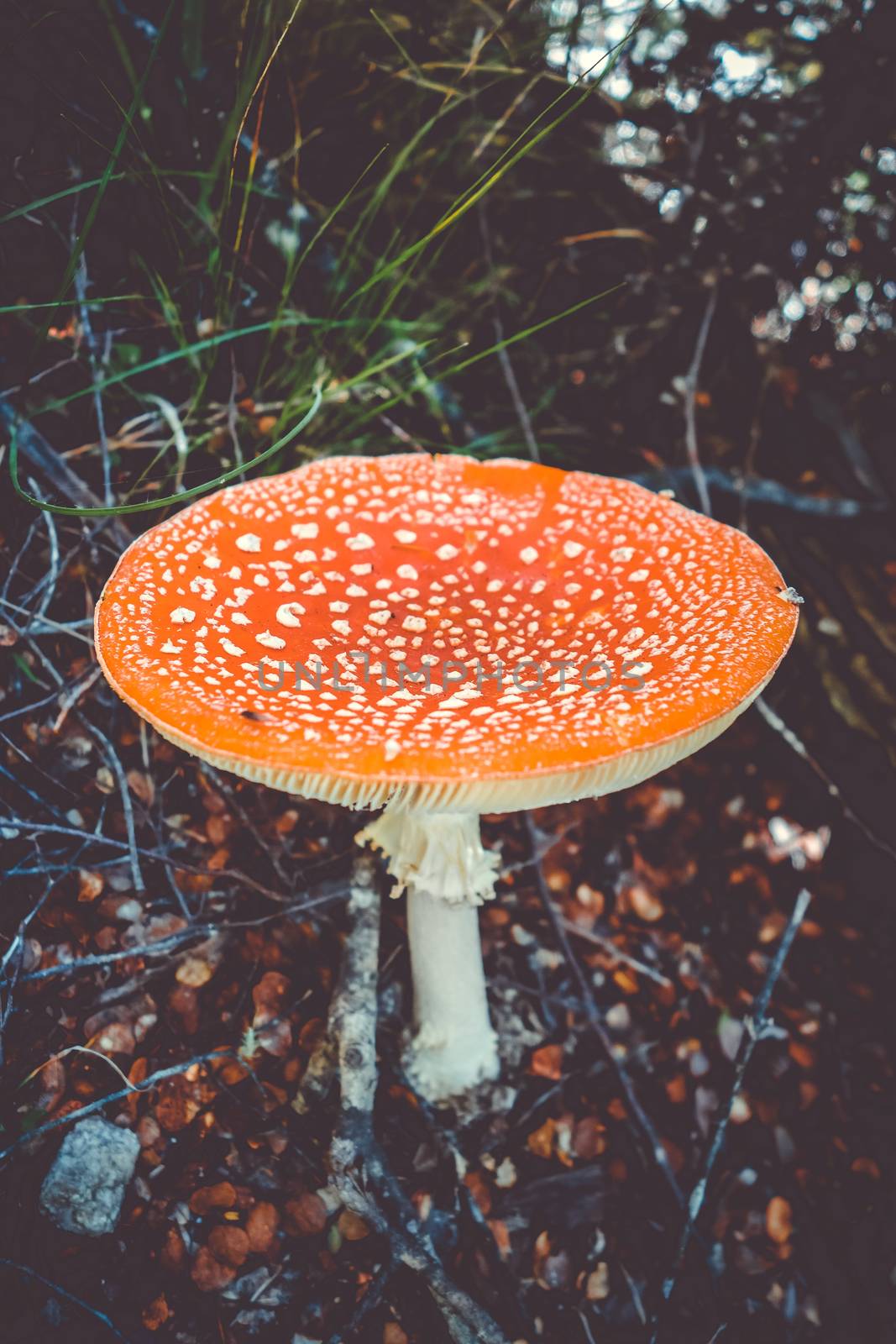 Amanita muscaria. fly agaric toadstool mushroom. Close-up view