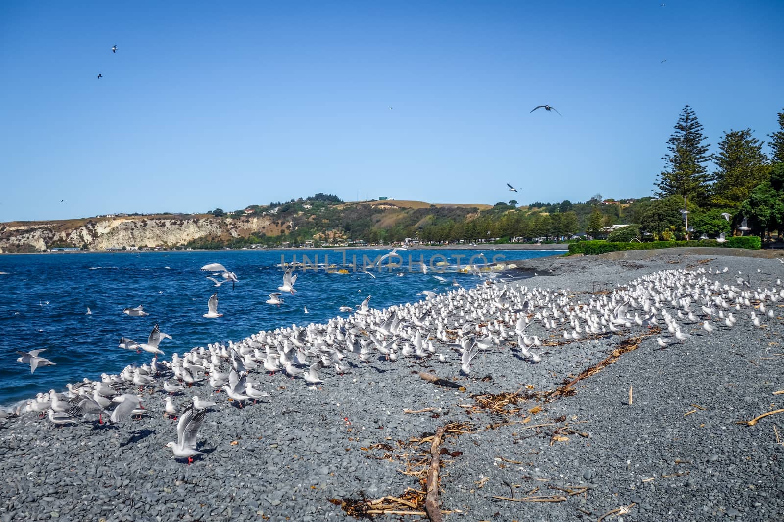 Seagulls on Kaikoura beach, New Zealand by daboost