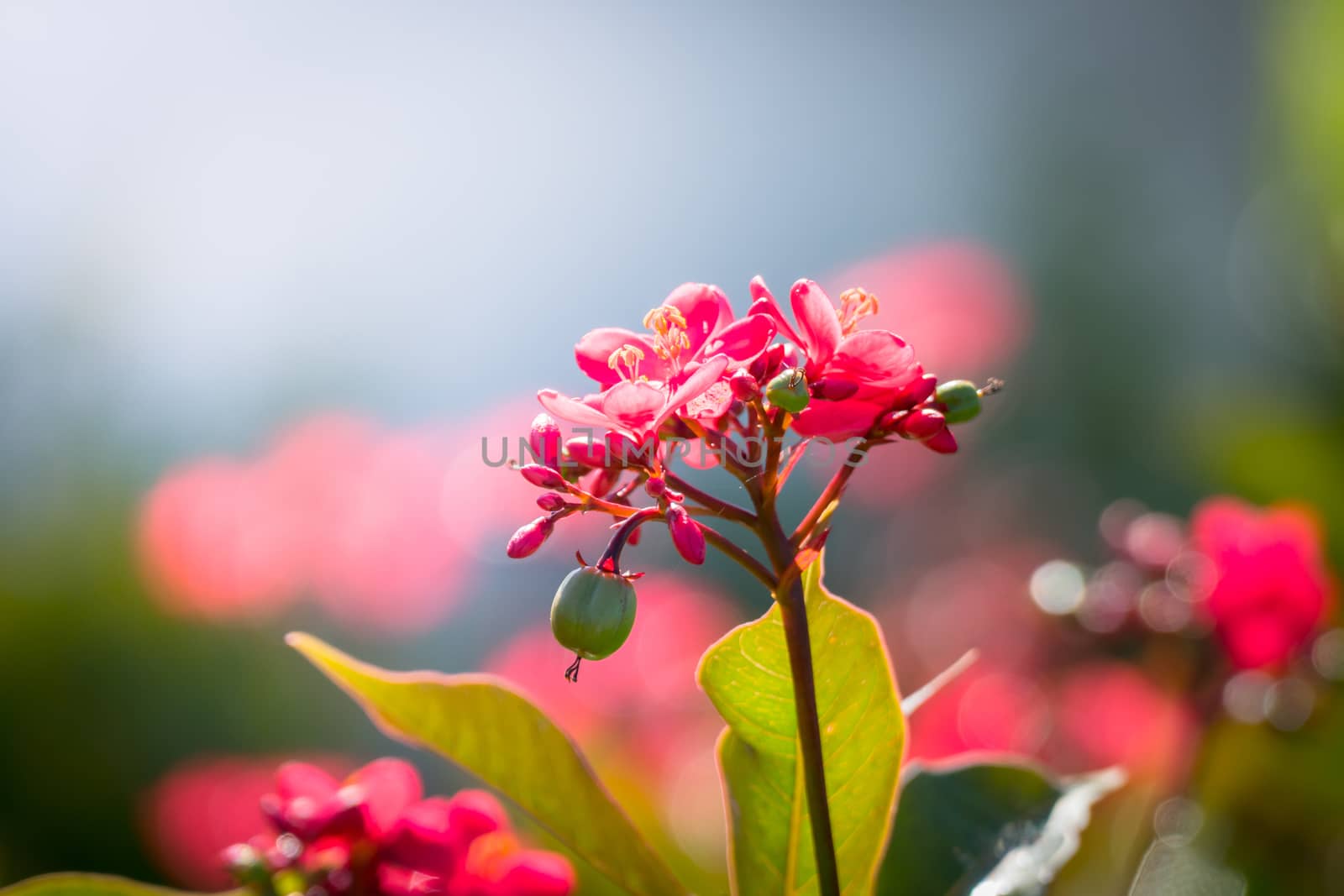 The background image of the colorful flowers, background nature