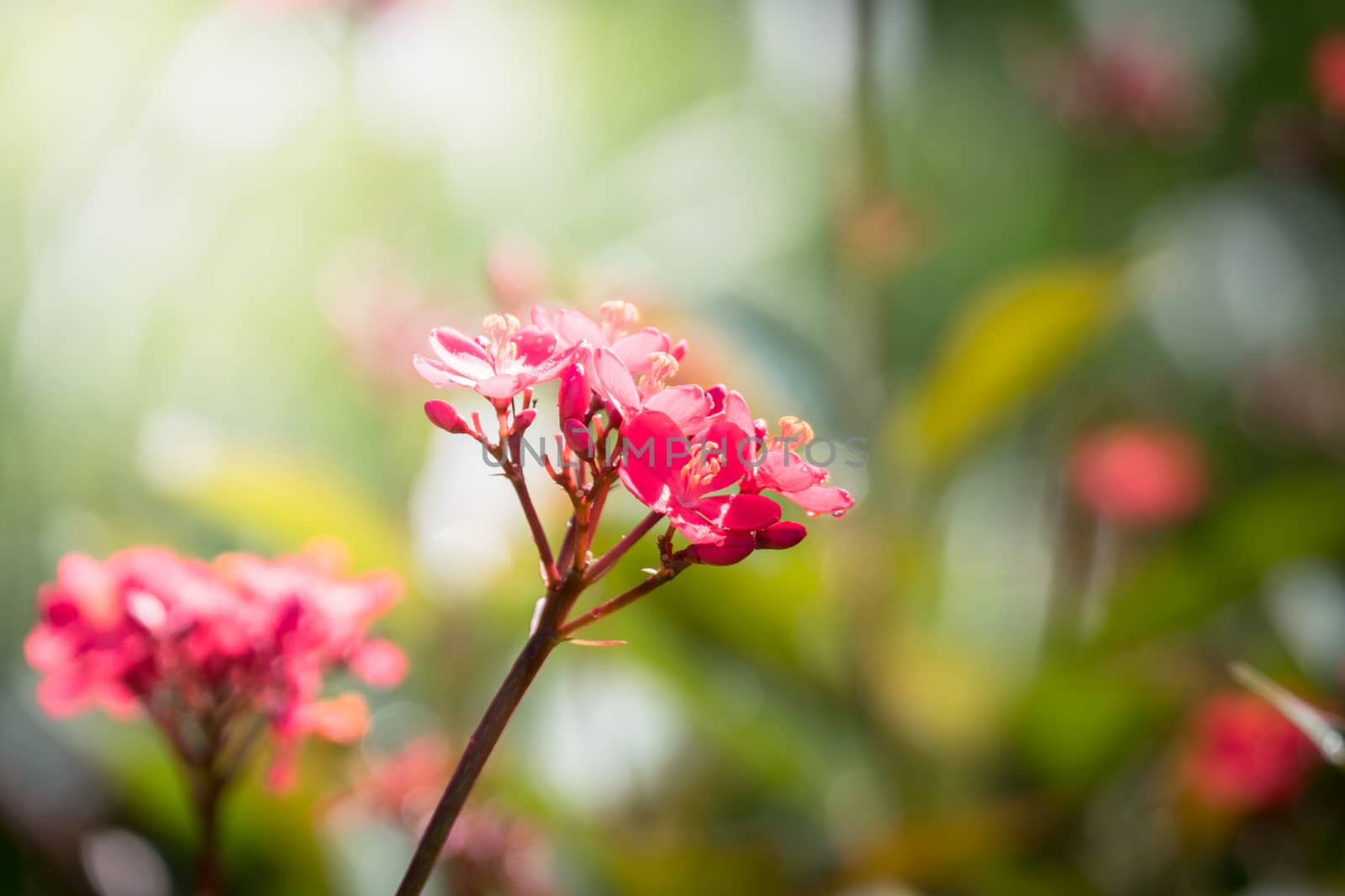 The background image of the colorful flowers, background nature