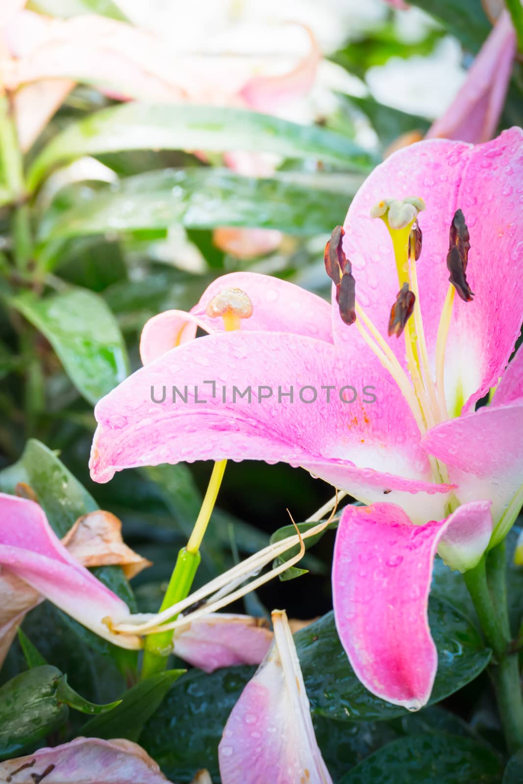 The background image of the colorful flowers by teerawit