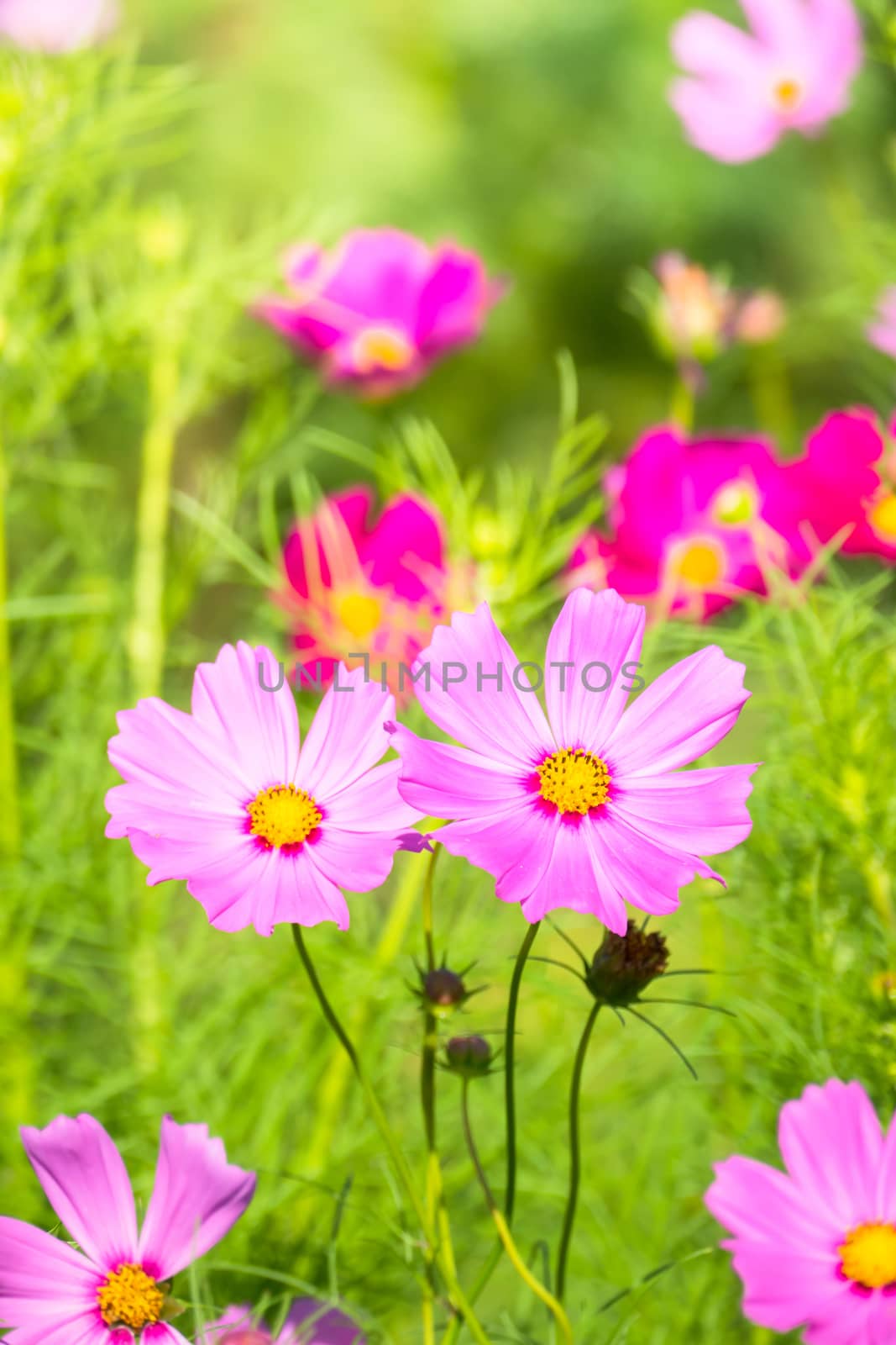The background image of the colorful flowers, background nature