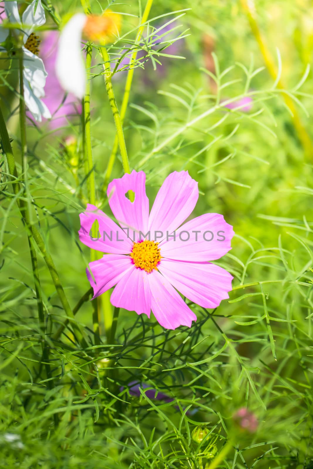 The background image of the colorful flowers, background nature