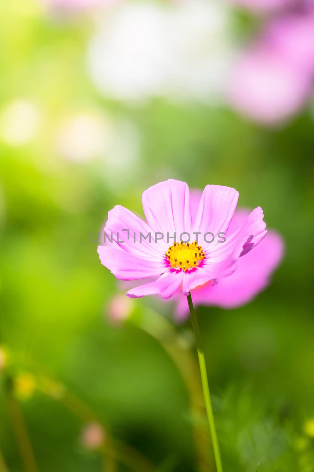 The background image of the colorful flowers, background nature