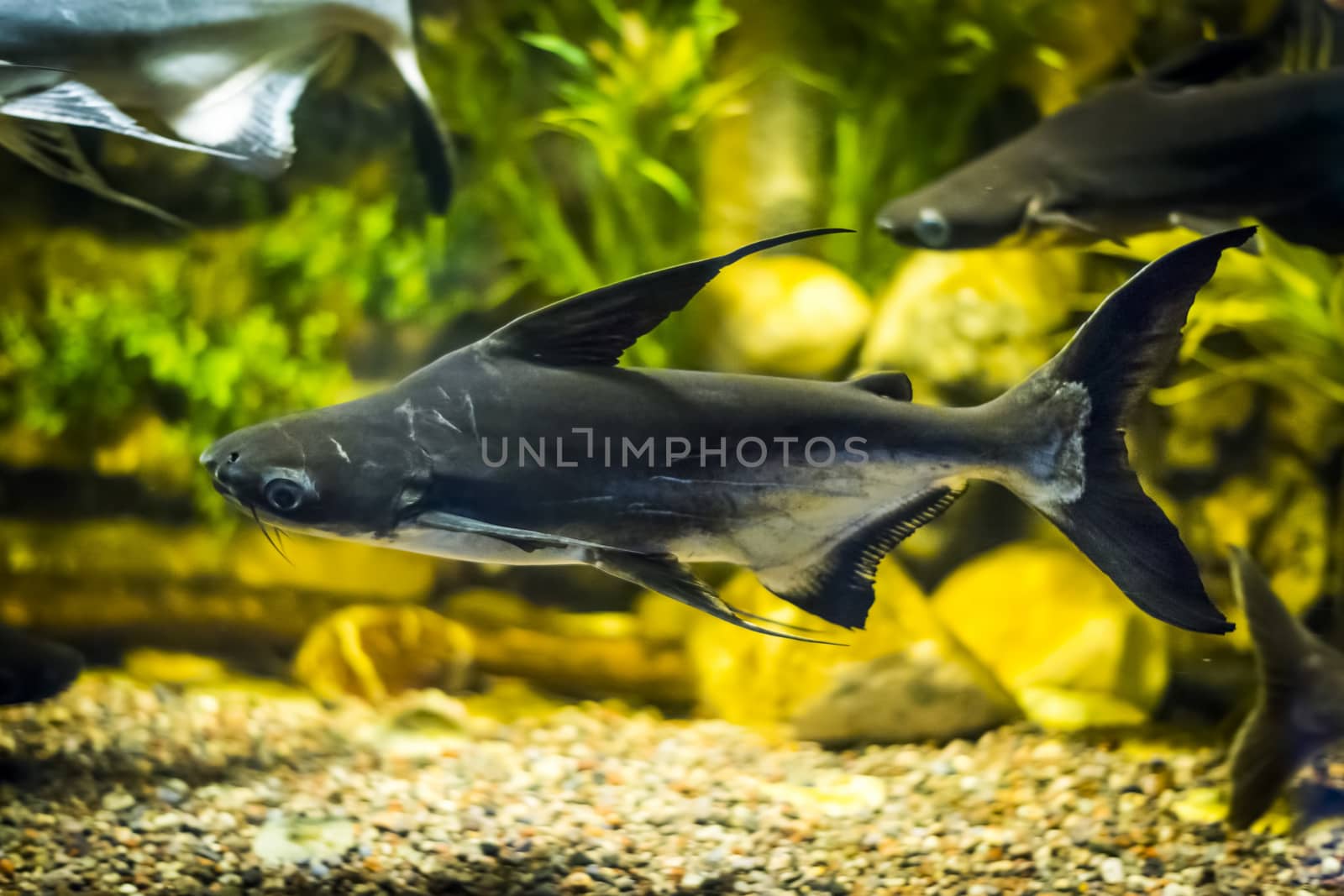 Panga fish in aquarium by furzyk73