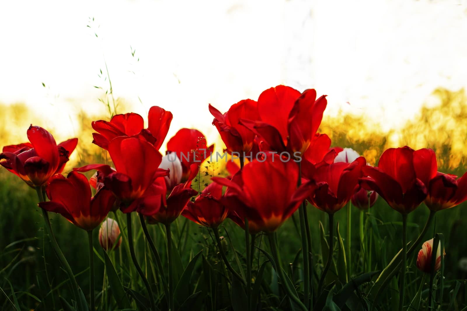 Red tulips during the sunset