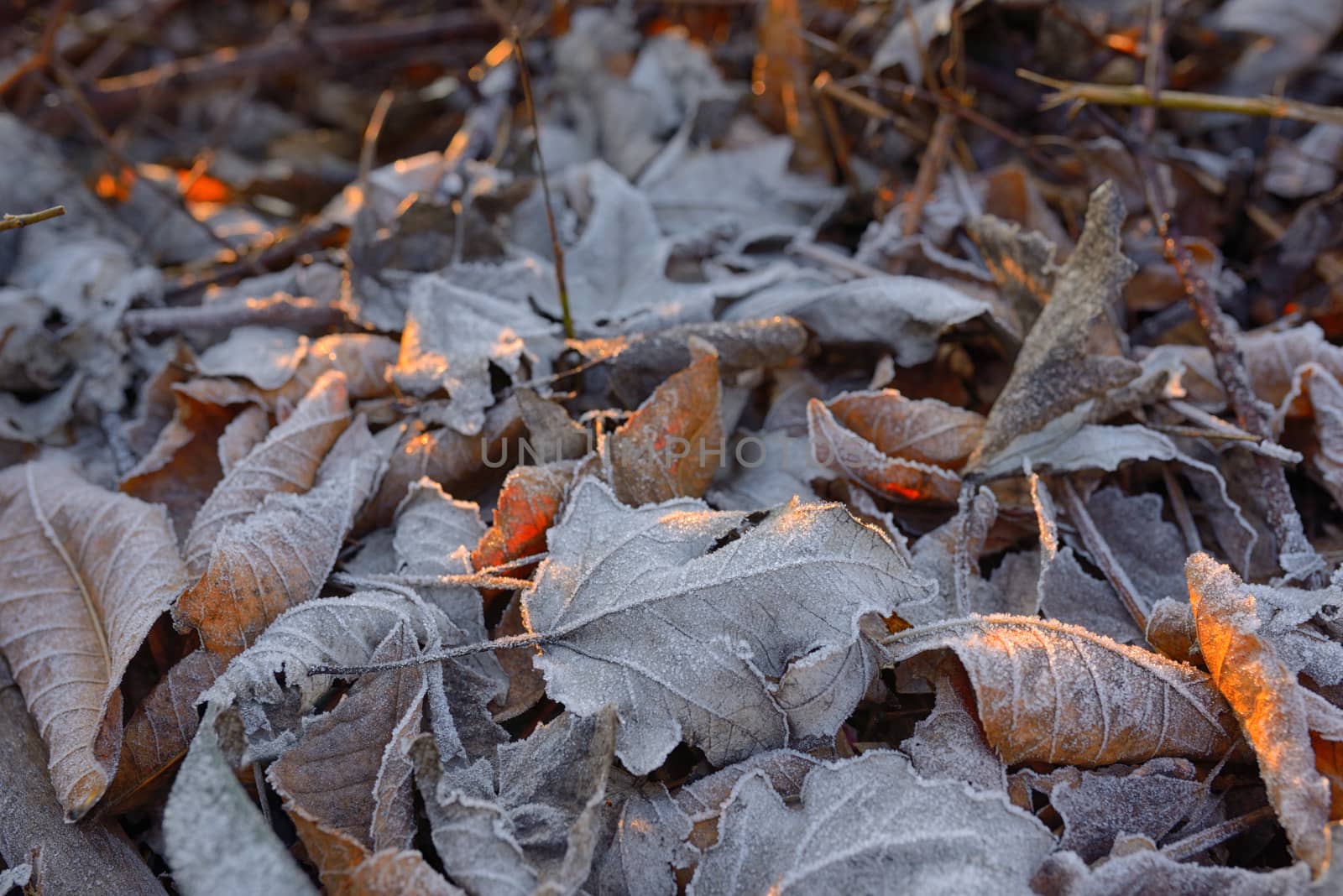 Autumn frozen leaves background and sunrays