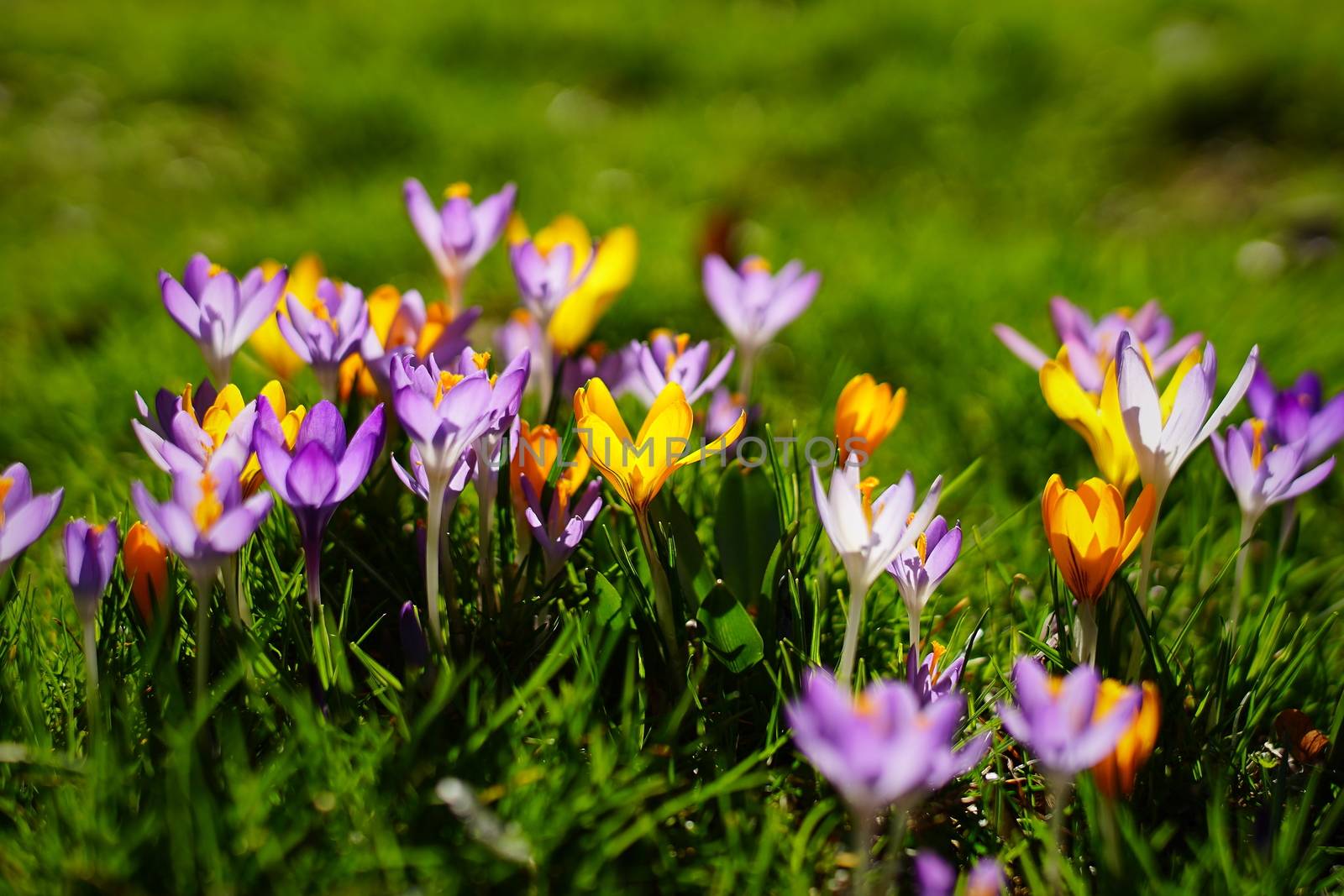 Spring in Munich again by Sirius3001