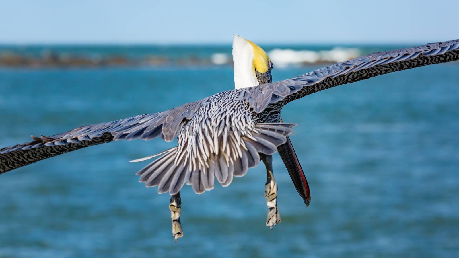 A pelican flying away from the camera . Color Image, Day